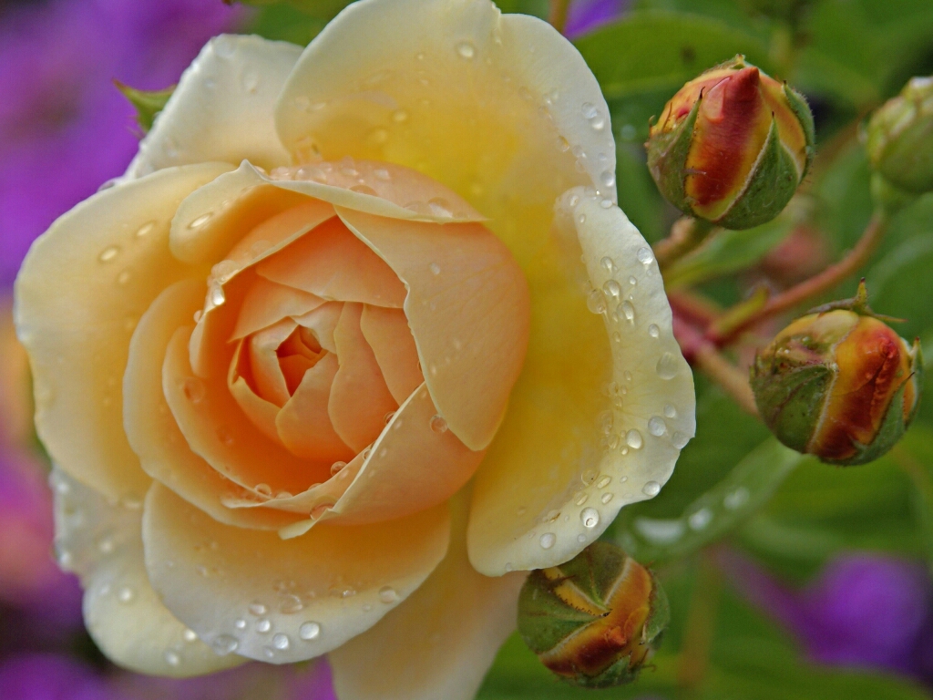 flowers for flower lovers Beautiful Rose flowers wallpapers