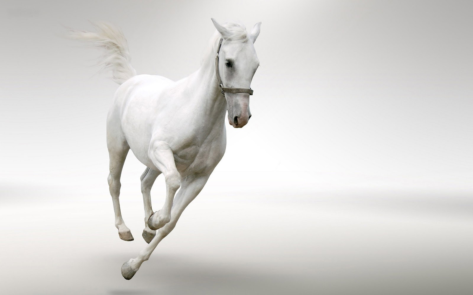 White Horse HD Wallpaper