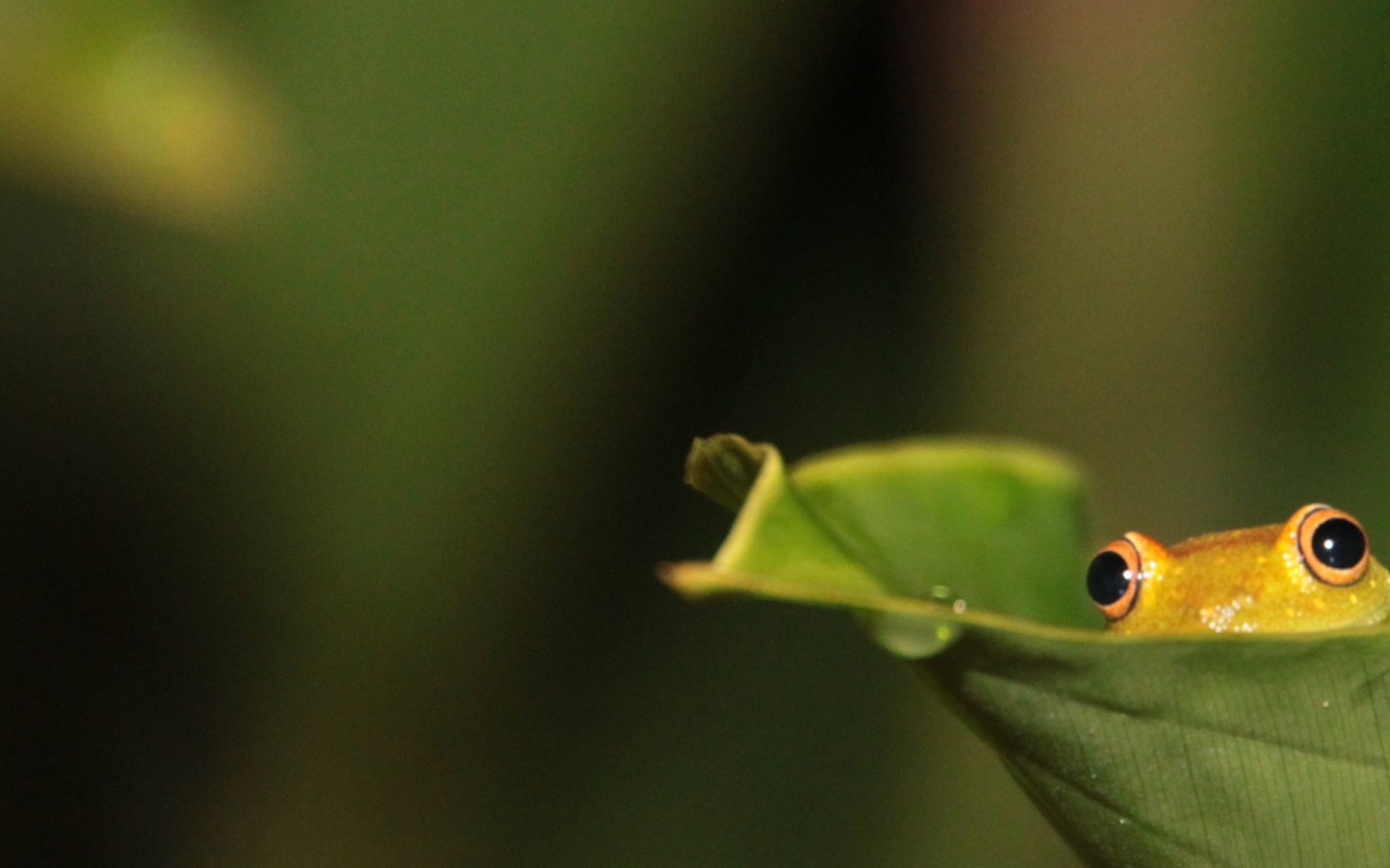 Frog Hiding On Leaf Desktop Pc And Mac Wallpaper