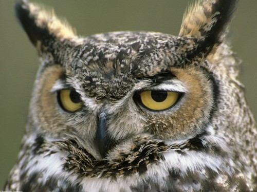 Great Horned Owl Screensaver For Your Puter