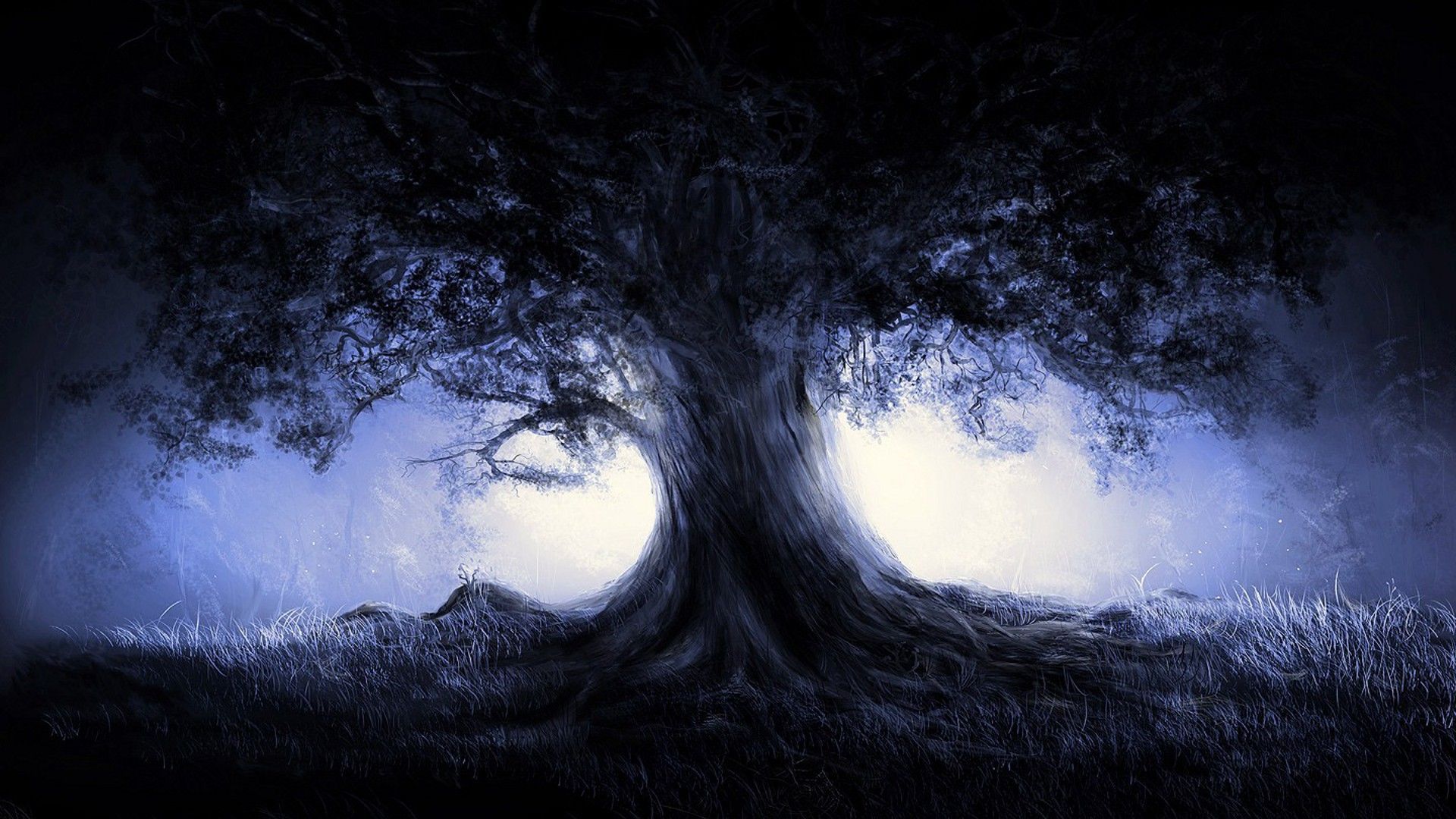 Dark Forest HD Wallpaper Background Of Your Choice