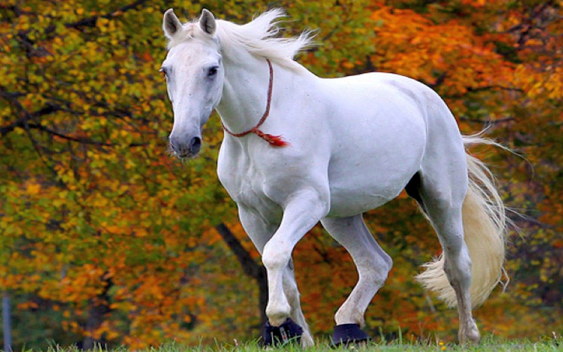 50947ce9596a4c5f0e4f0af09d49e277 Wallpaper