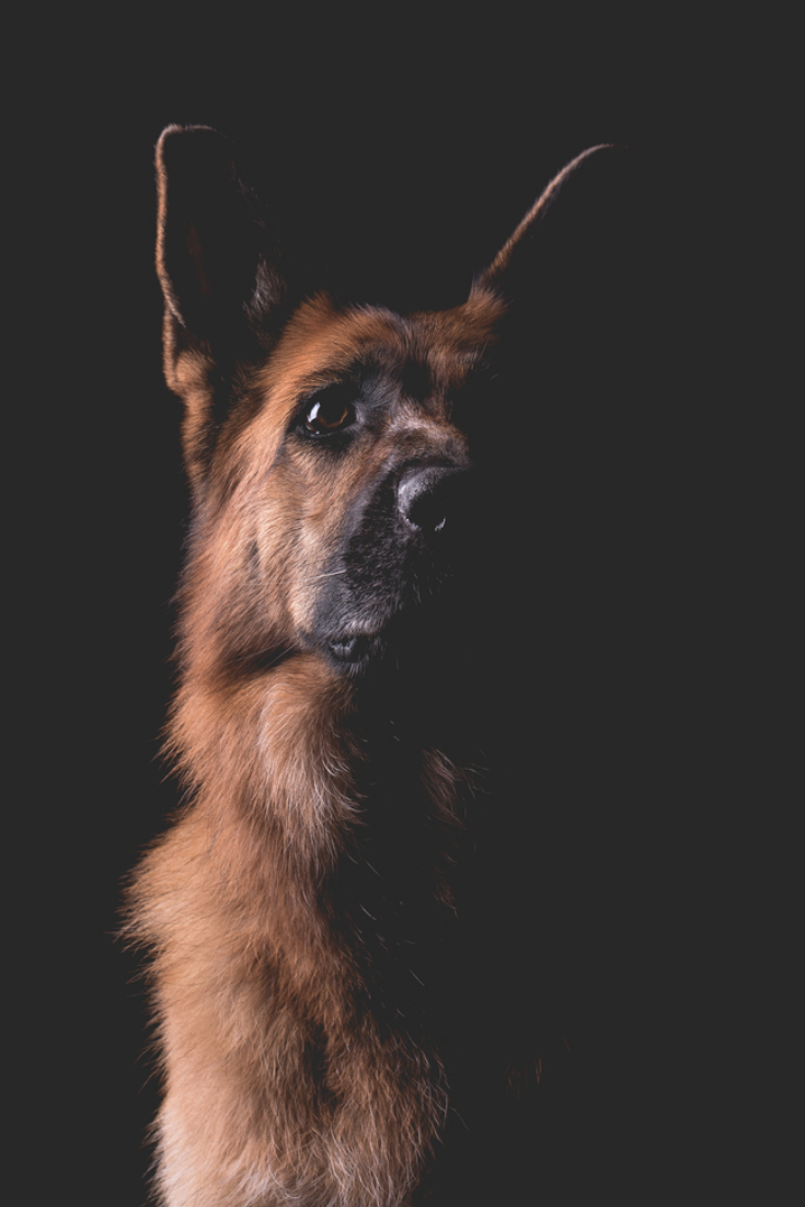 Beautiful German Shepherd Dog On A Black Background