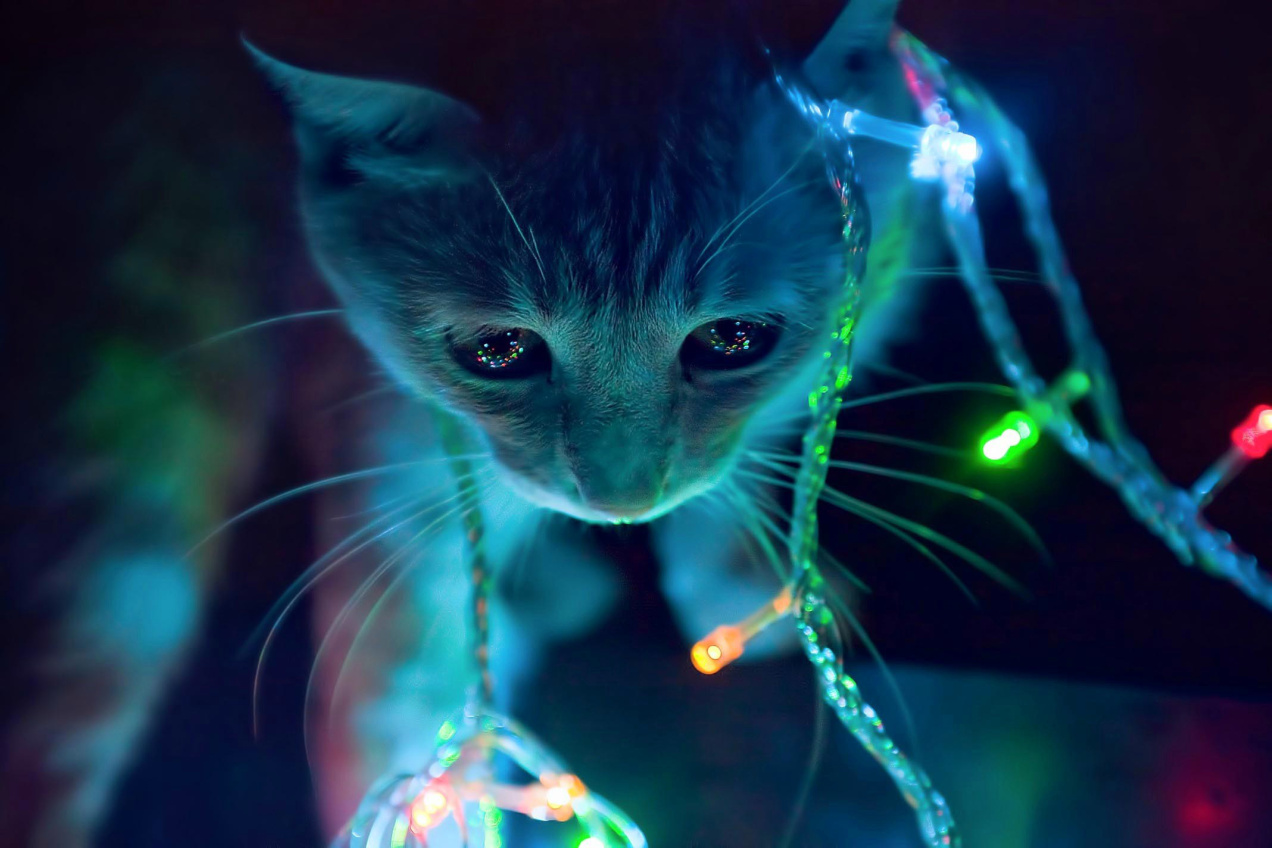 3d Animated Cat In Winter Christmas Lights HD Background