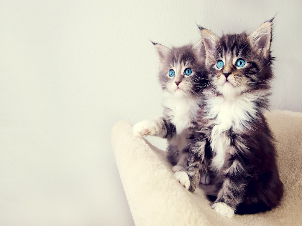 Cute Kittens iPad Mini Wallpaper Animals Birds Photo