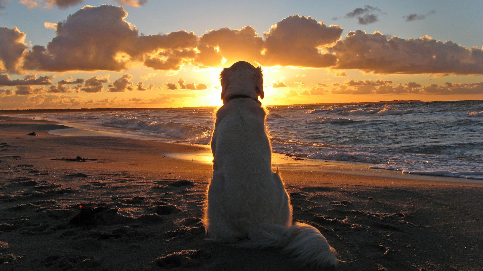 Dog on Beach at Sunset HD Wallpaper FullHDWpp   Full HD