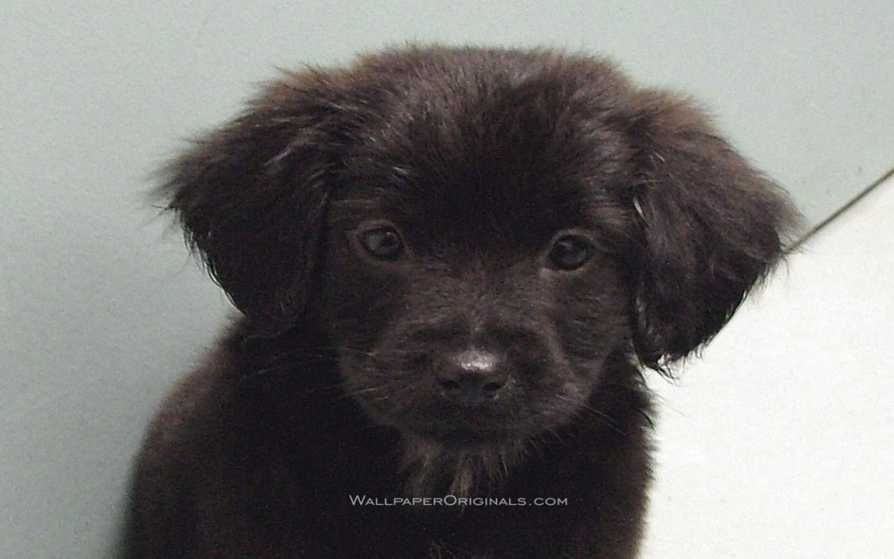 Black Lab Puppy Puppies Wallpaper