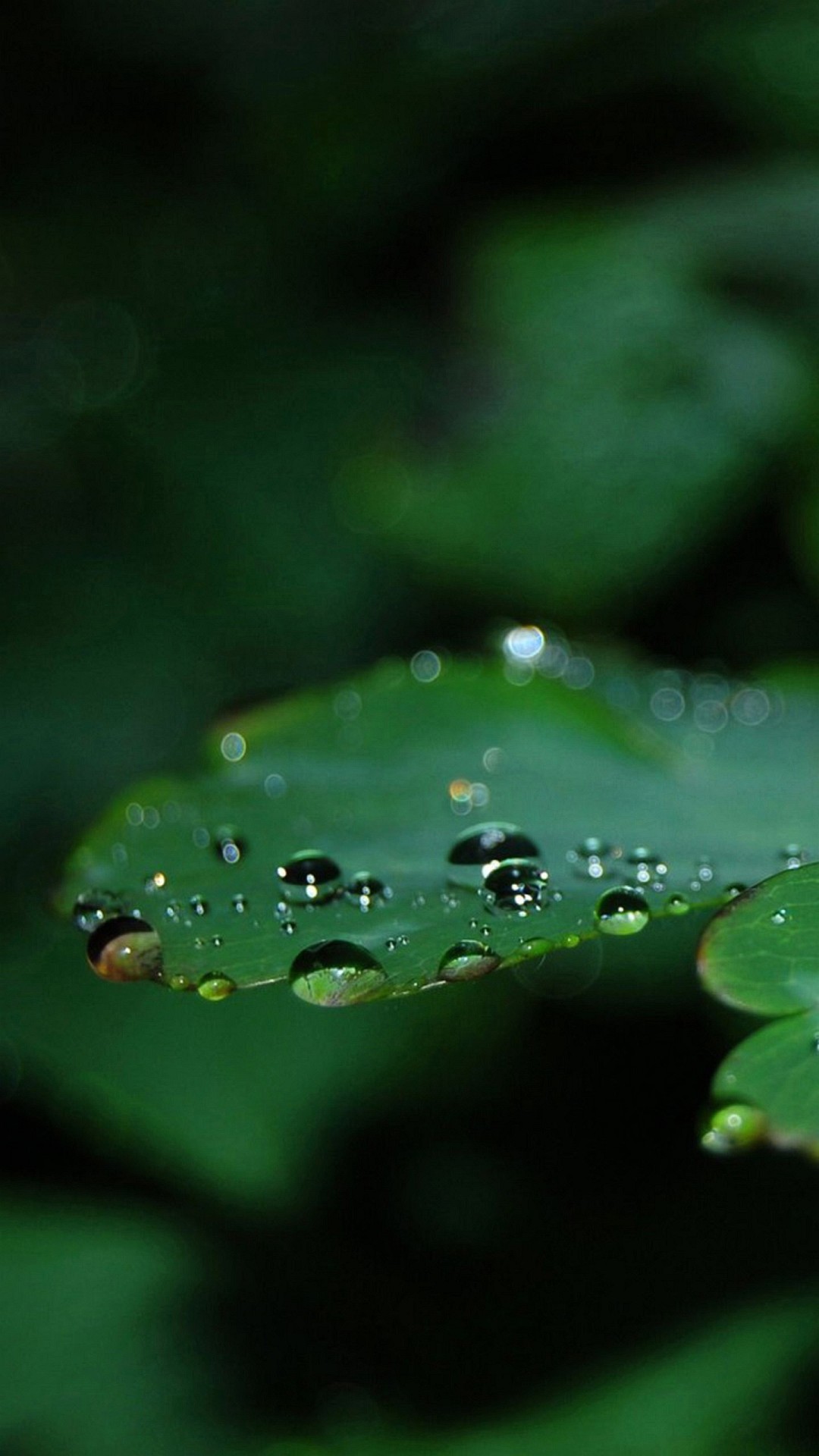 Wallpaper iPhone Plus Waterdrops Leaf Inches X