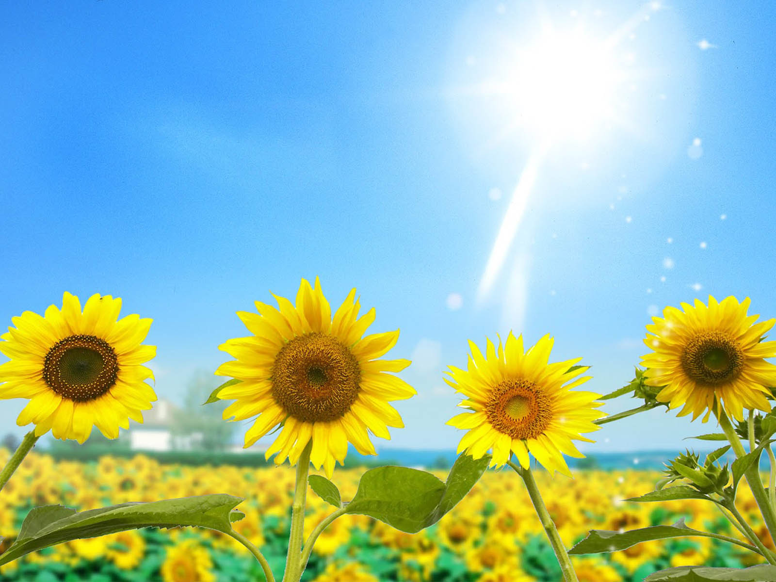 Beautiful Sunflower Wallpaper For Desktop Background