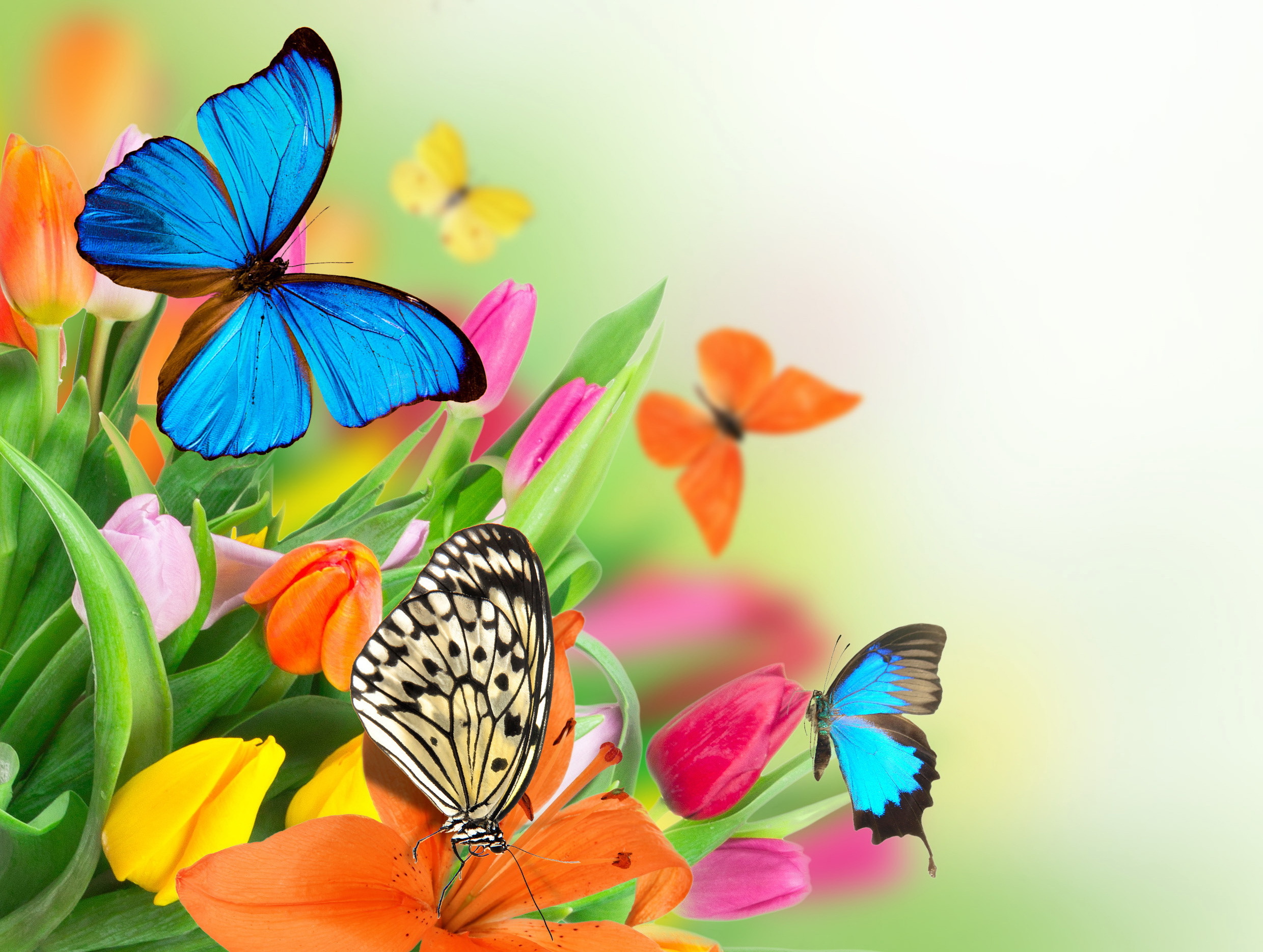  beautiful flowers tulips butterflies wallpapers photos pictures