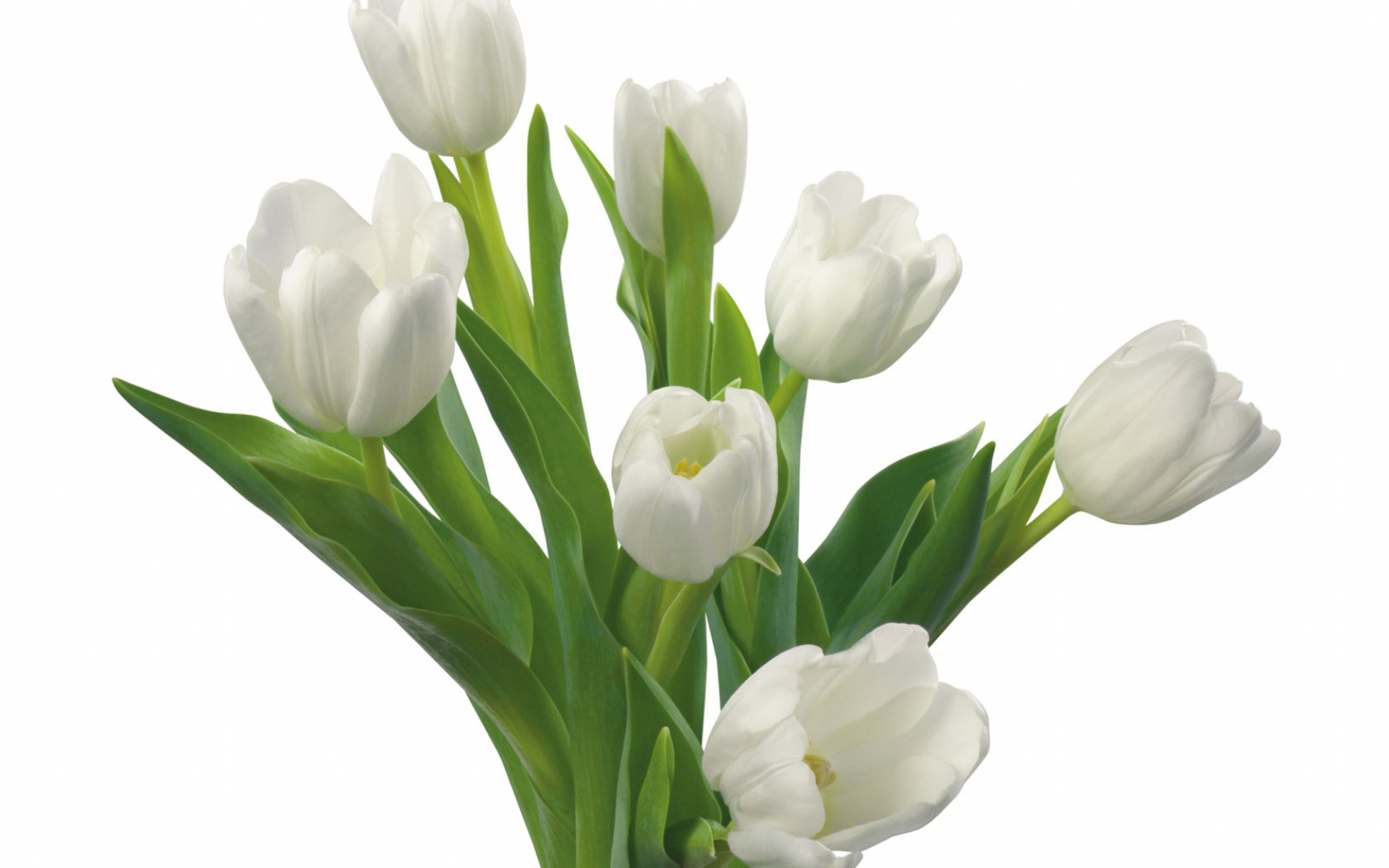 July By Admin Ments Off On HD Wallpaper 1080p White Tulips