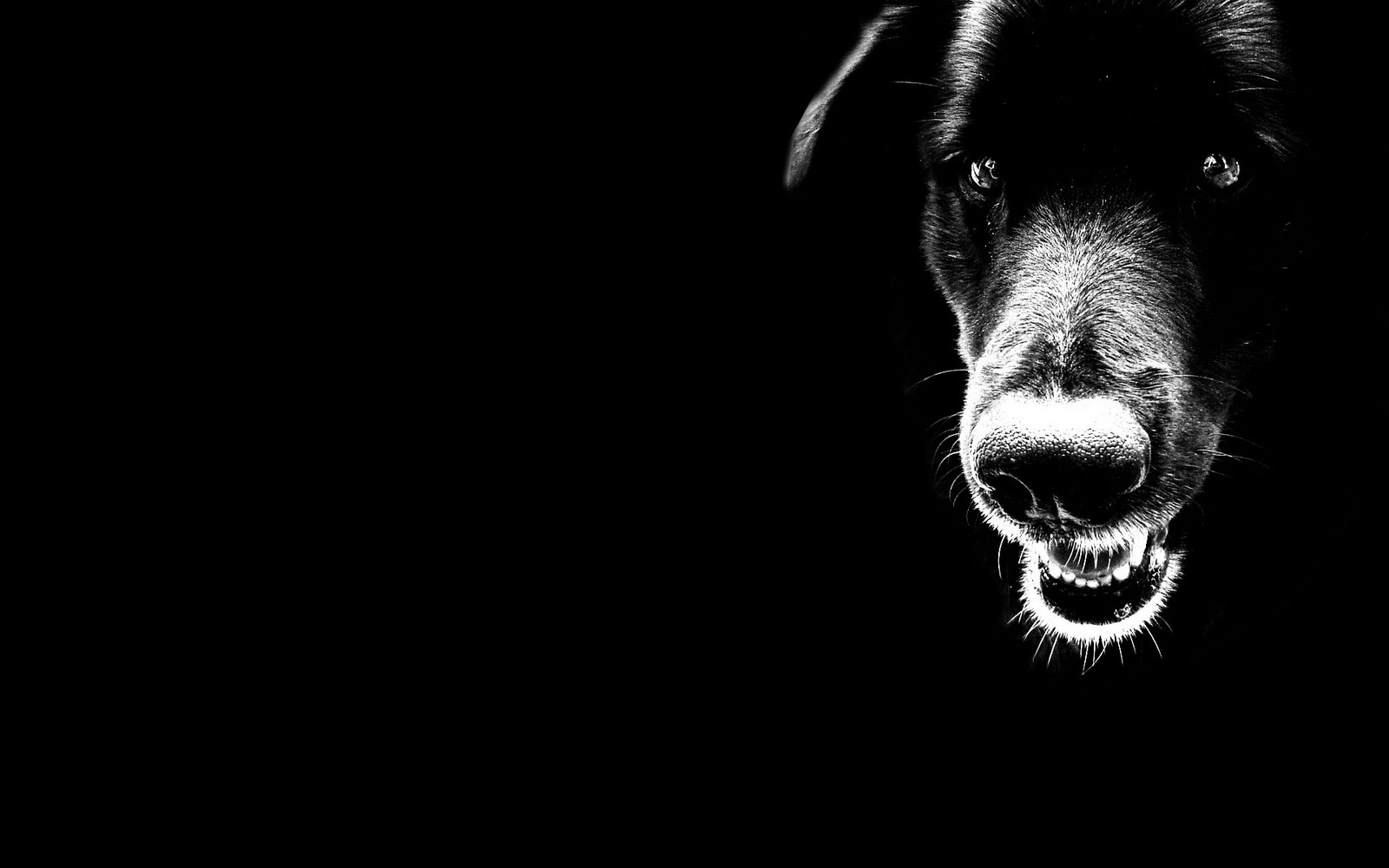 Wild Black Dog Desktop Wallpaper Background Dogs