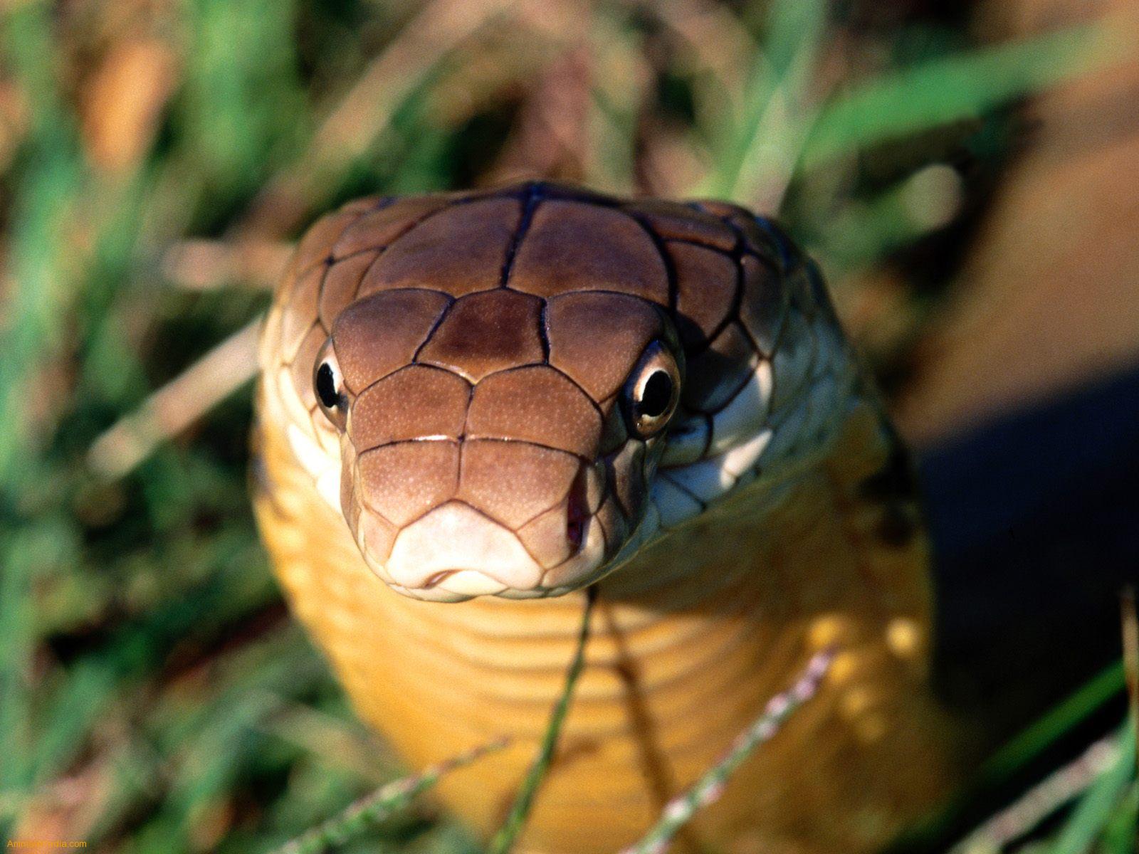 Snake Pictures King Cobra HD Wallpaper In Animals Imageci