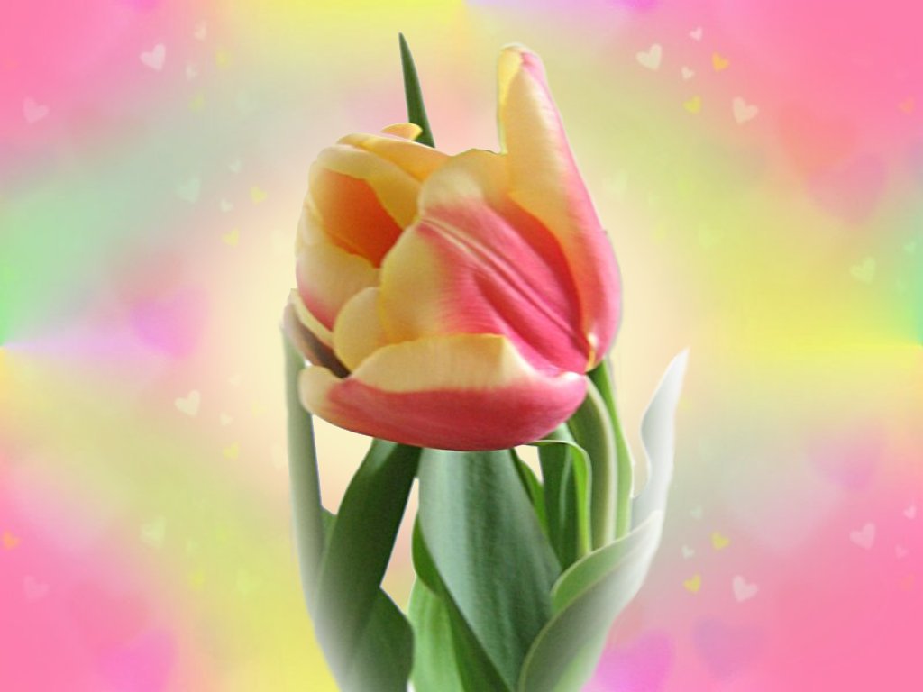 Spring Flowers Wallpaper Tulip