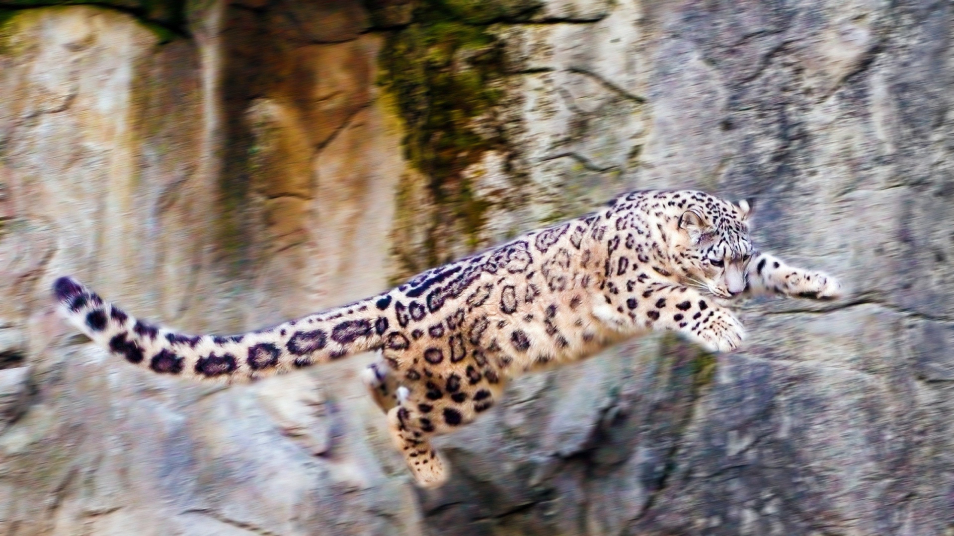 Wallpaper Snow Leopard Jump Big Cat Rocks