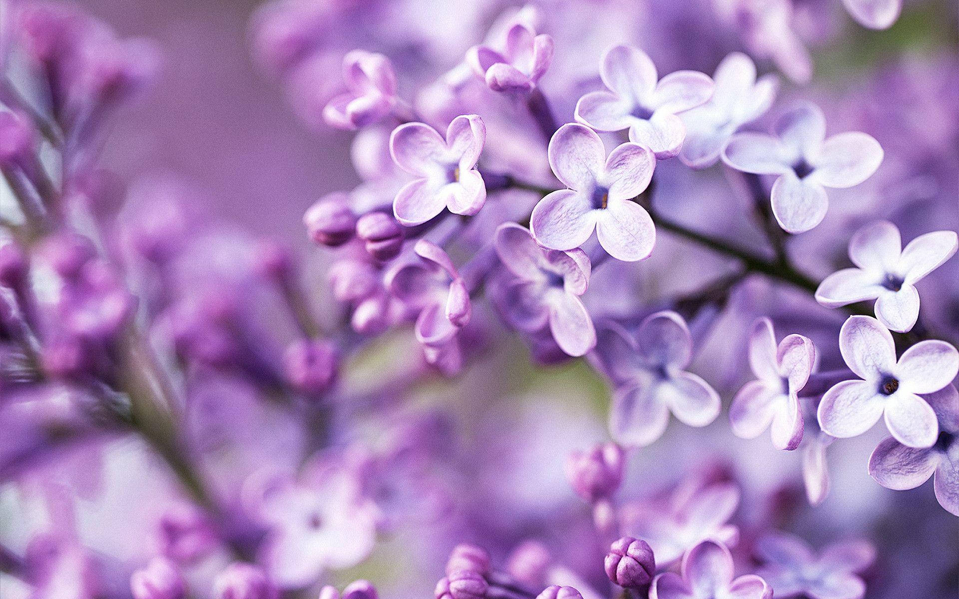 Purple Flower Desktop Wallpaper