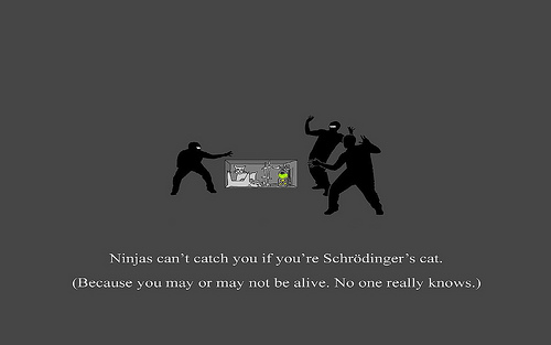 Schrodinger Cat Ninja Wallpaper Photo Sharing