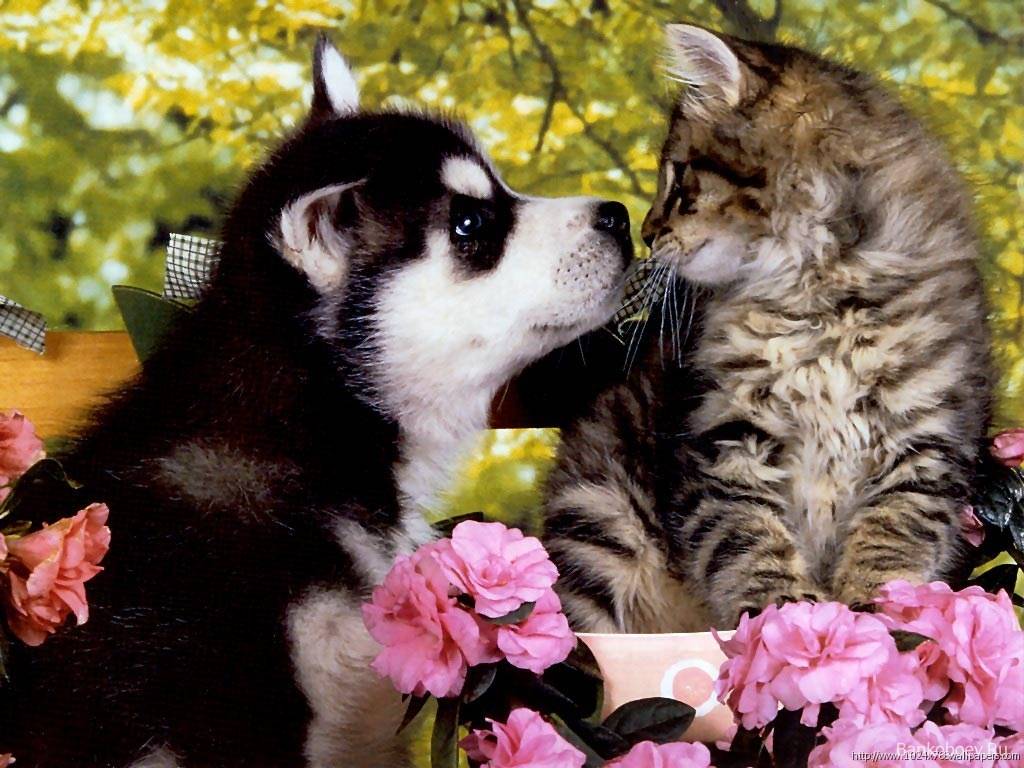 Husky puppy and kitten   Husky Wallpaper