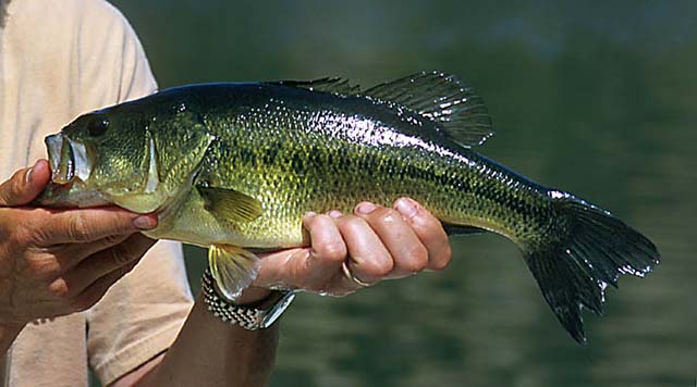 Because of the large size of adult Largemouth Bass they have few