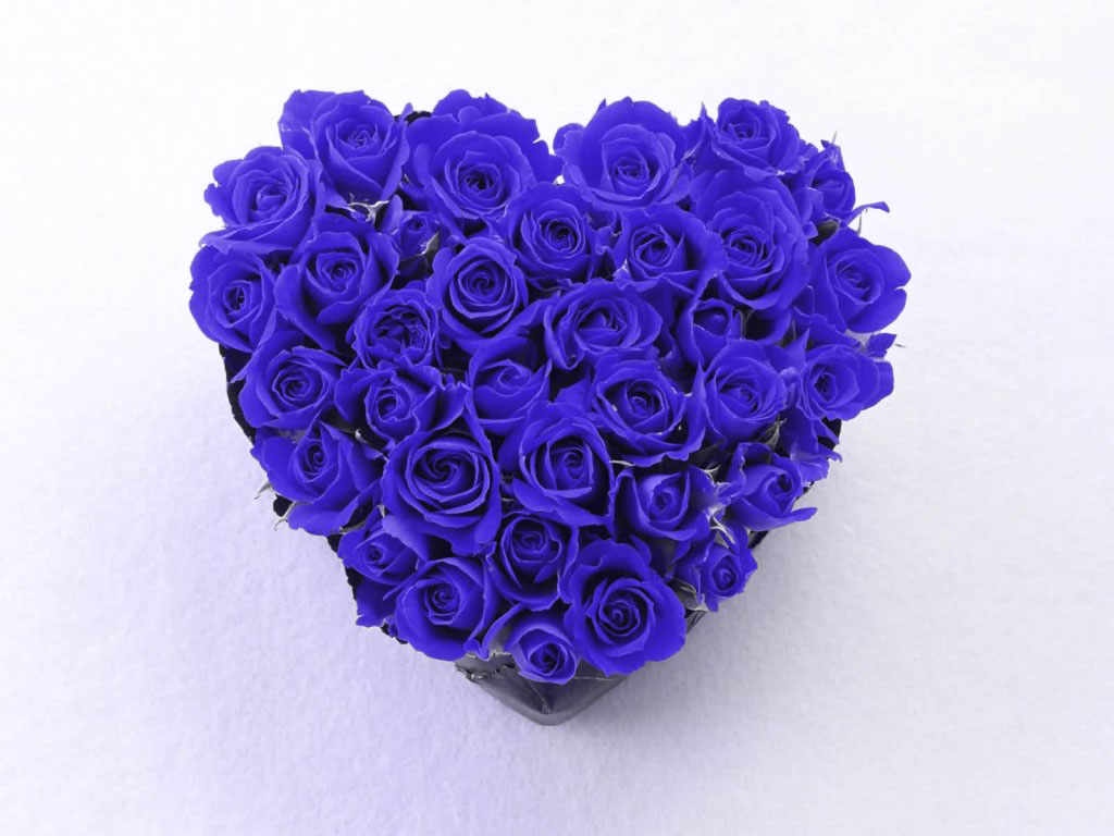 Blue roses, bouquet, fresh, 720x1280 wallpaper | Rose wallpaper, Blue roses  wallpaper, Blue roses