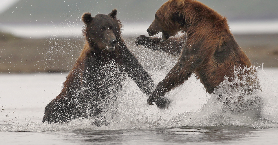 Pin Kodiak Bear Wallpaper