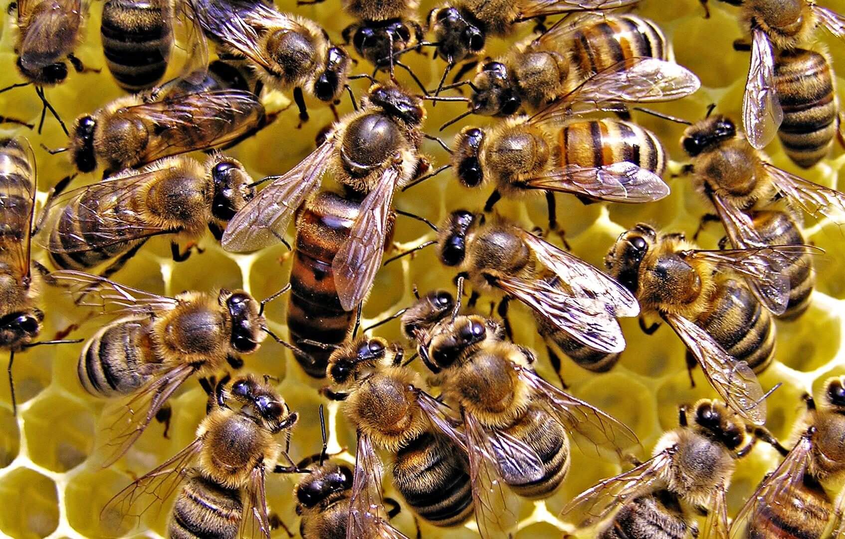 Neonicotinoid Insecticides May Hurt Honey Bee Colony Health By
