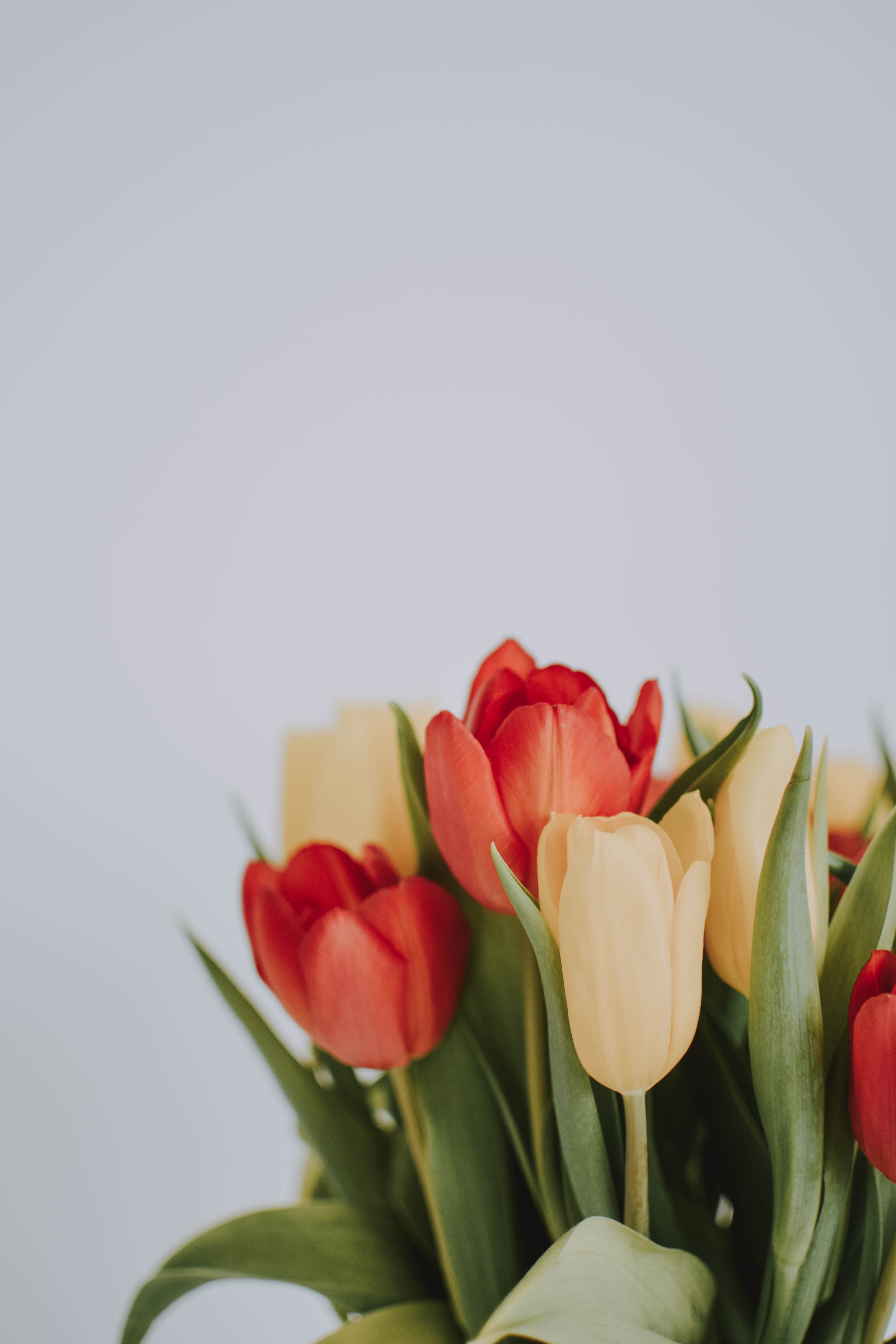 iPhone Tulips Wallpaper HD
