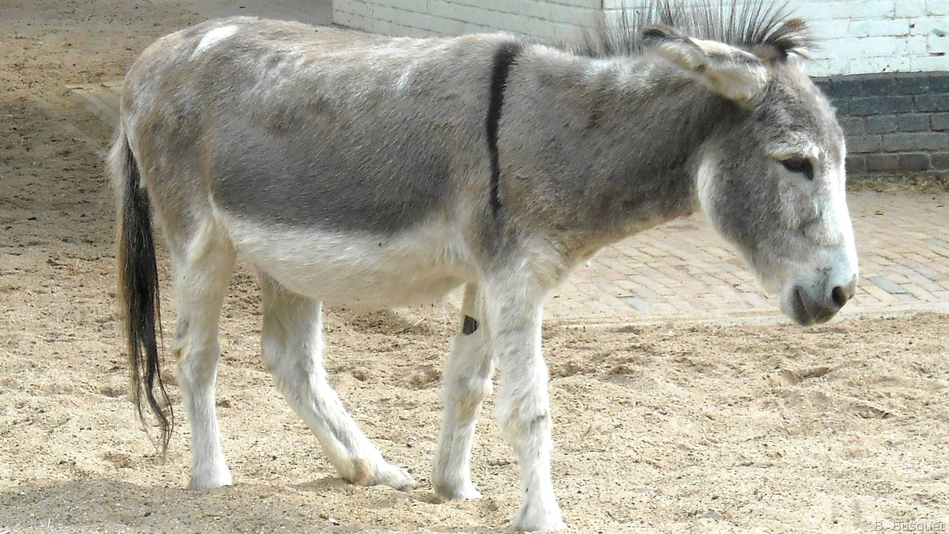 Donkey Wallpaper