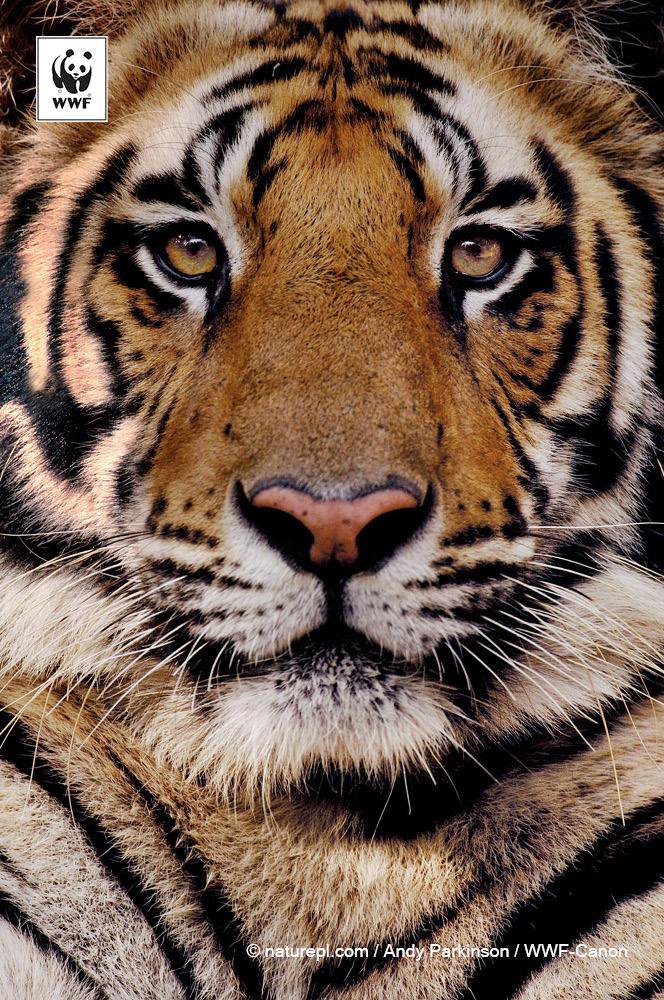 Siberian Tigers Photos Wwf World Wildlife Fund Auto Design Tech