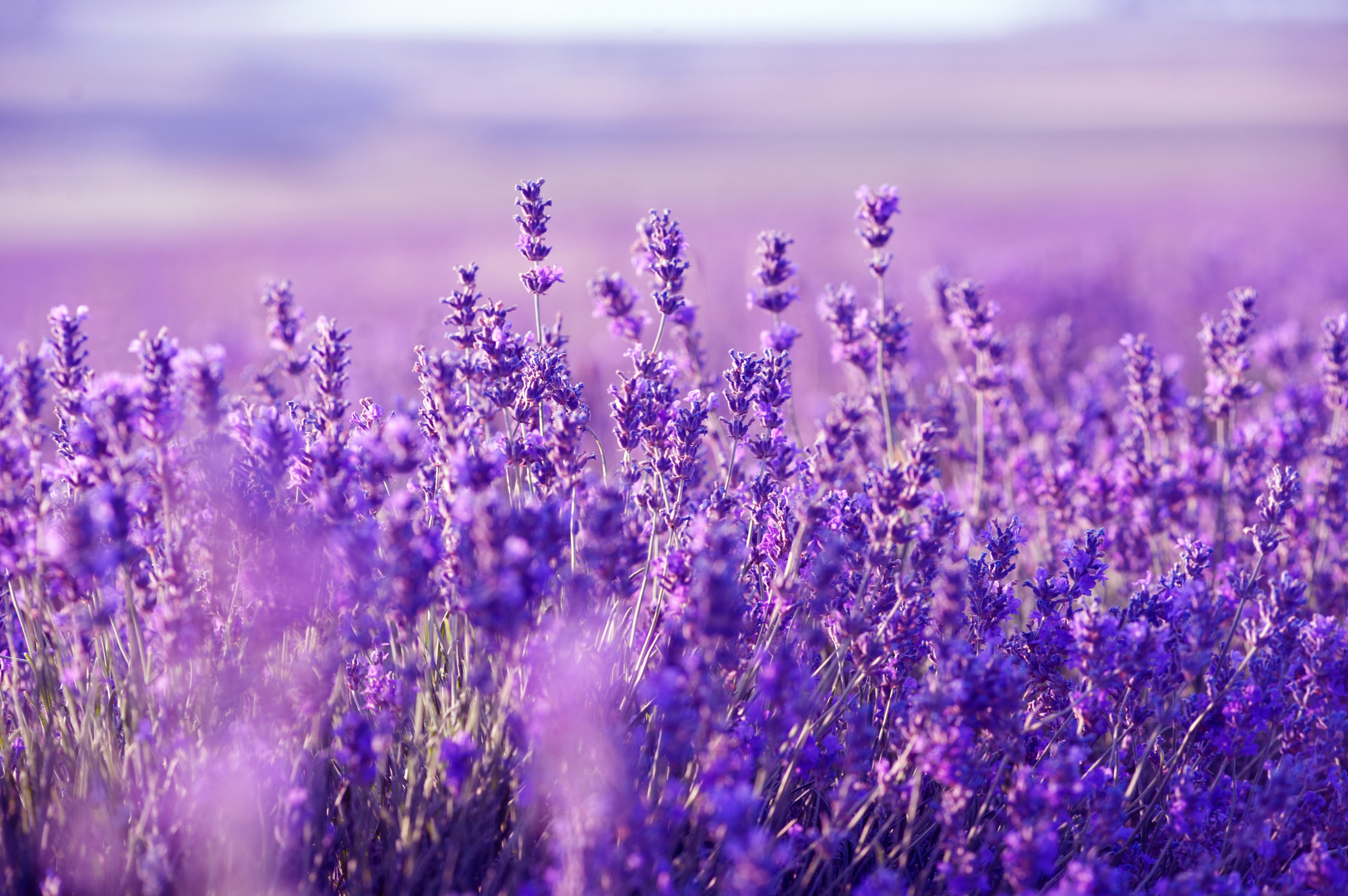 Hình nền Lavender miễn phí sẽ mang đến cho bạn một không gian sống và làm việc trong lành và thư thái. Hình ảnh cánh đồng Lavender lãng mạn và hoàn hảo này sẽ giúp bạn thư giãn và tập trung vào công việc.