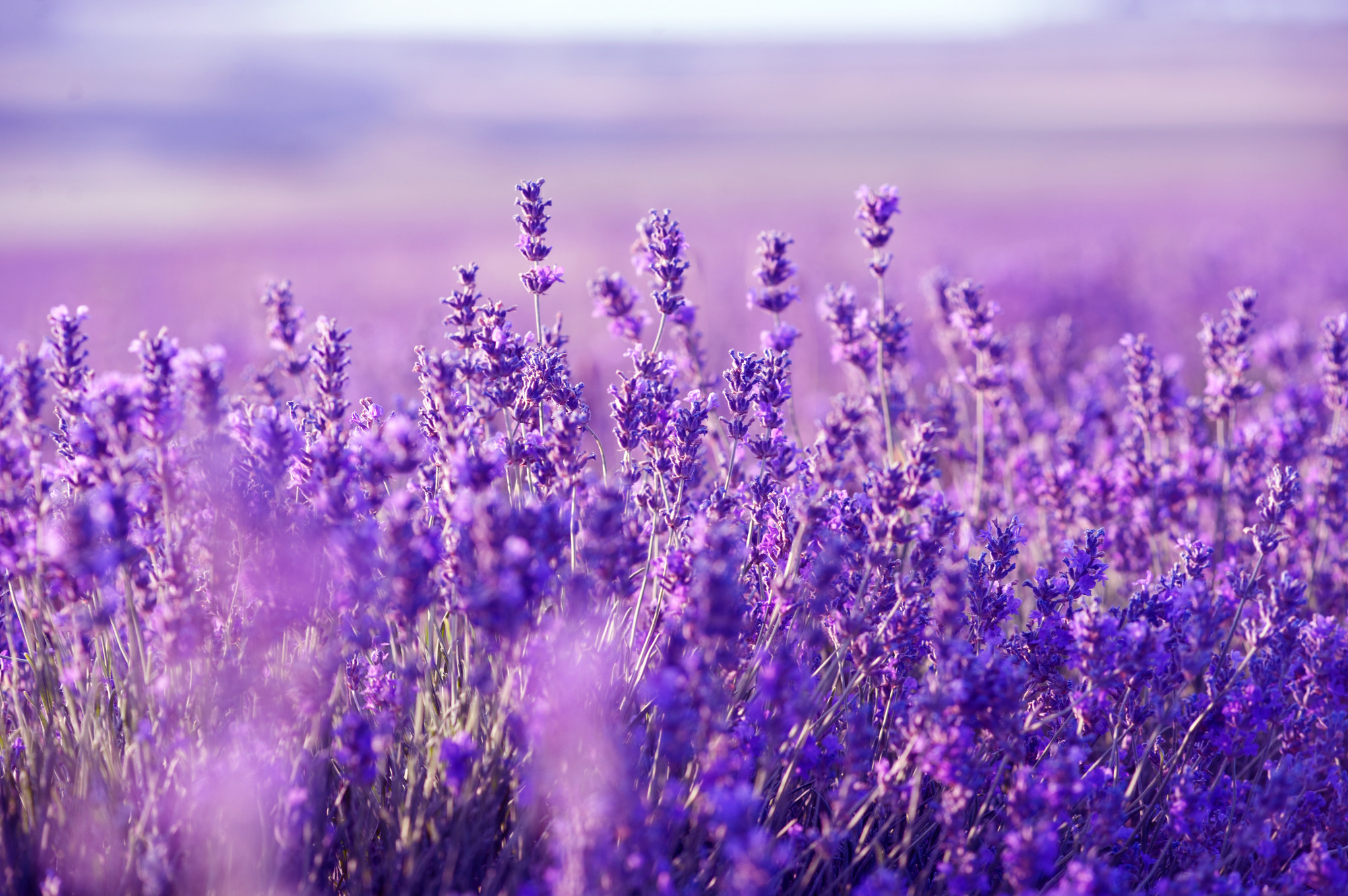 Lavender Wallpaper High Quality