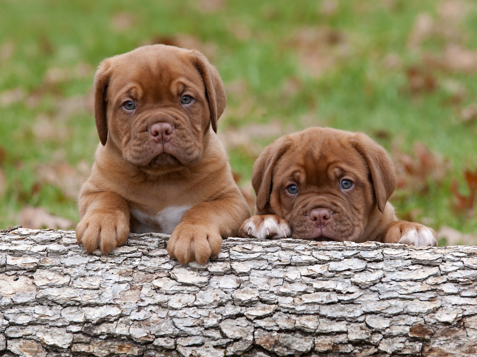 Saved By Dogs French Mastiff Dogue De Bordeaux