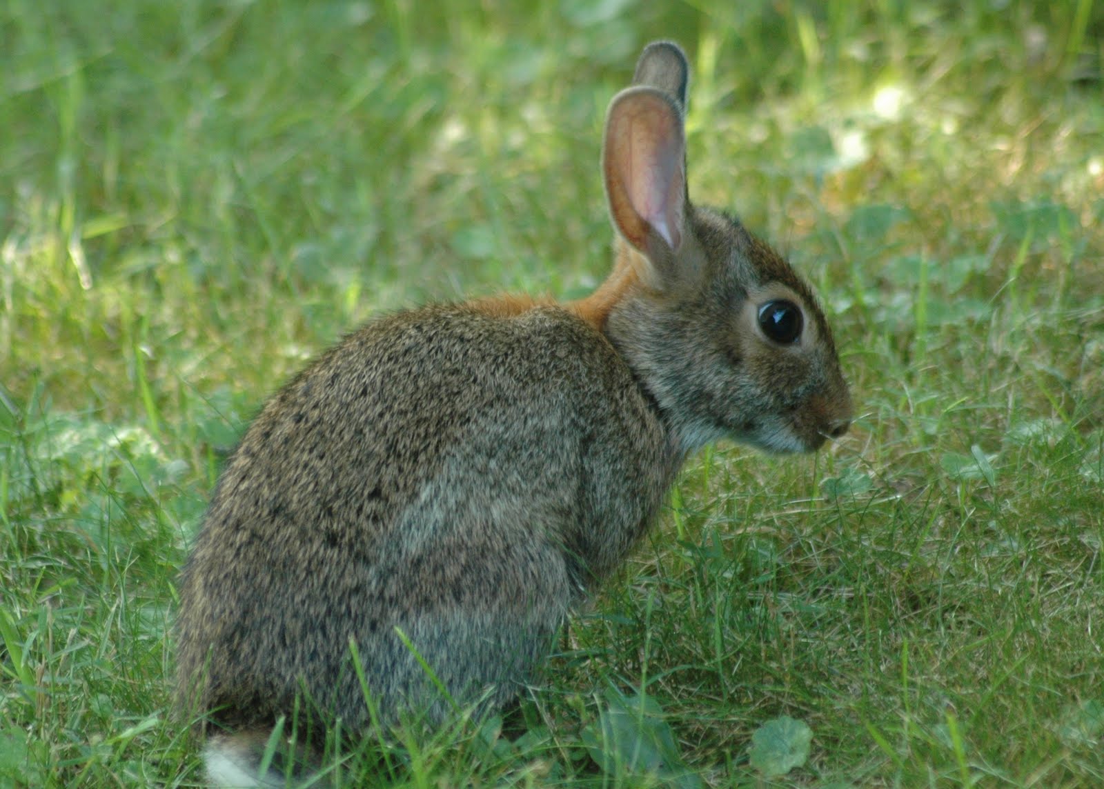 Bunny Rabbit Wallpaper Desktop Background