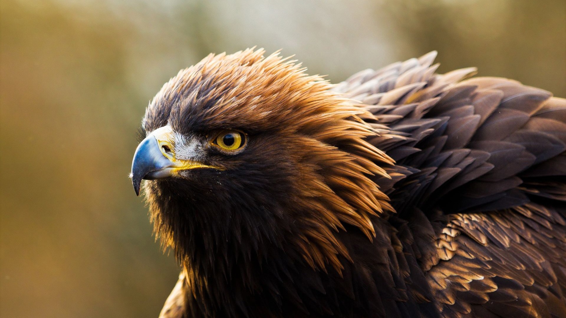 Autumn Golden Eagle Birds Animal Wallpaper Full HD Desktop