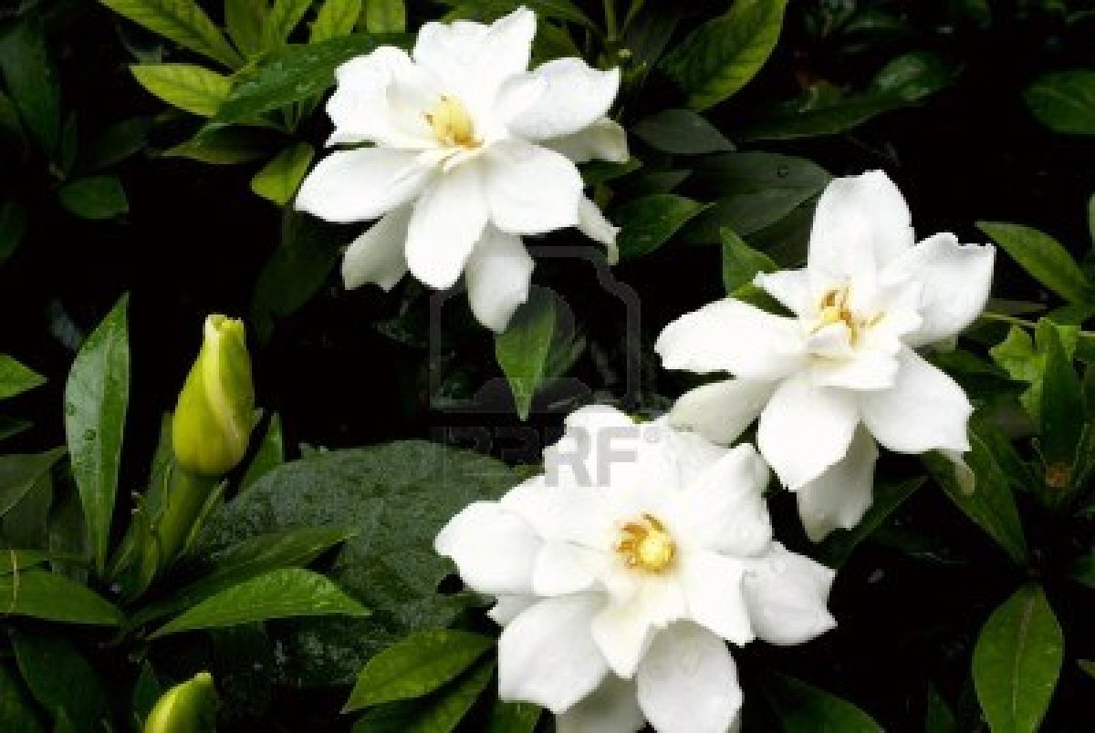 Jasmine Flower HD Wallpaper 2u