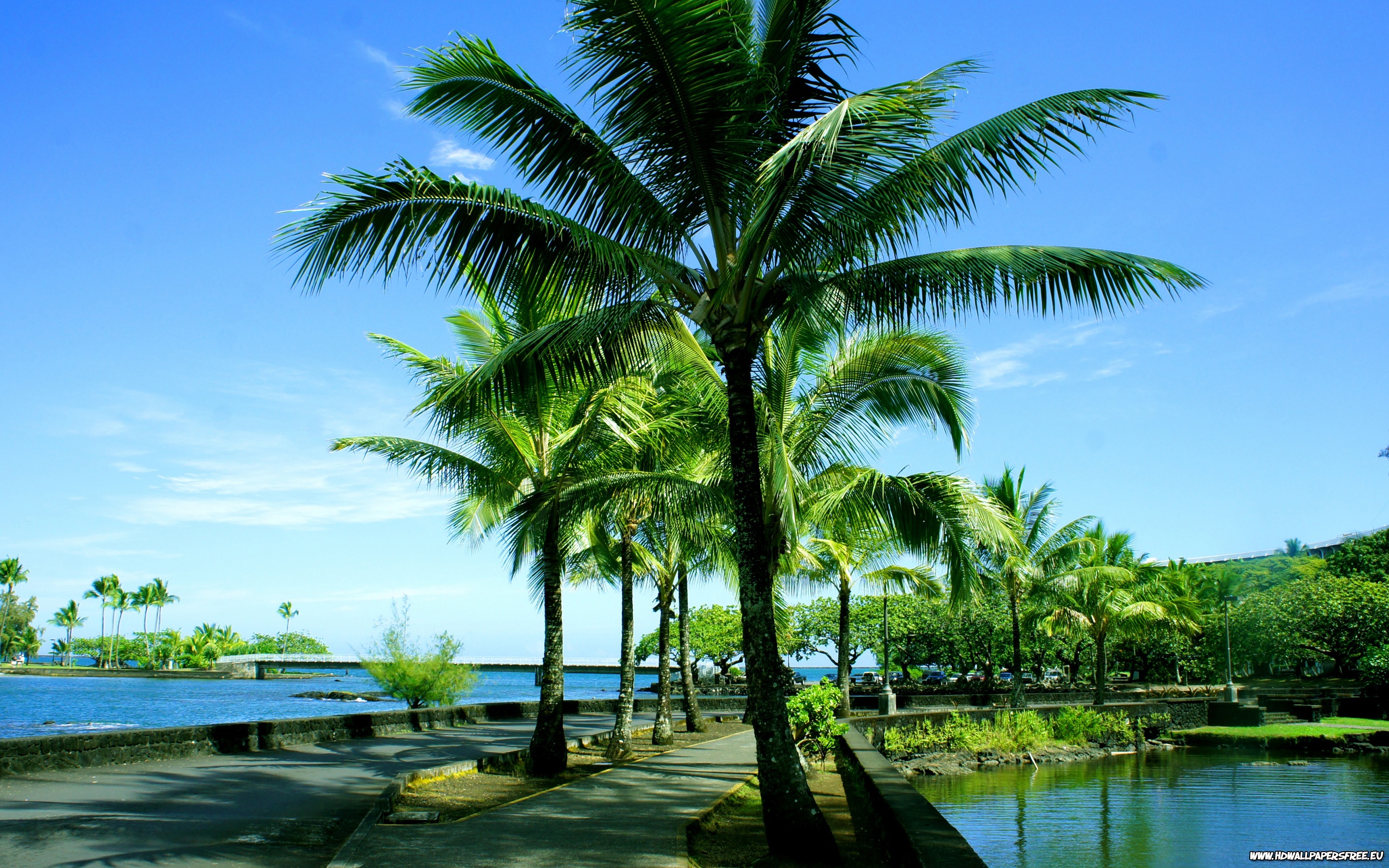 Hawaii Palms Background Desktop Wallpaper
