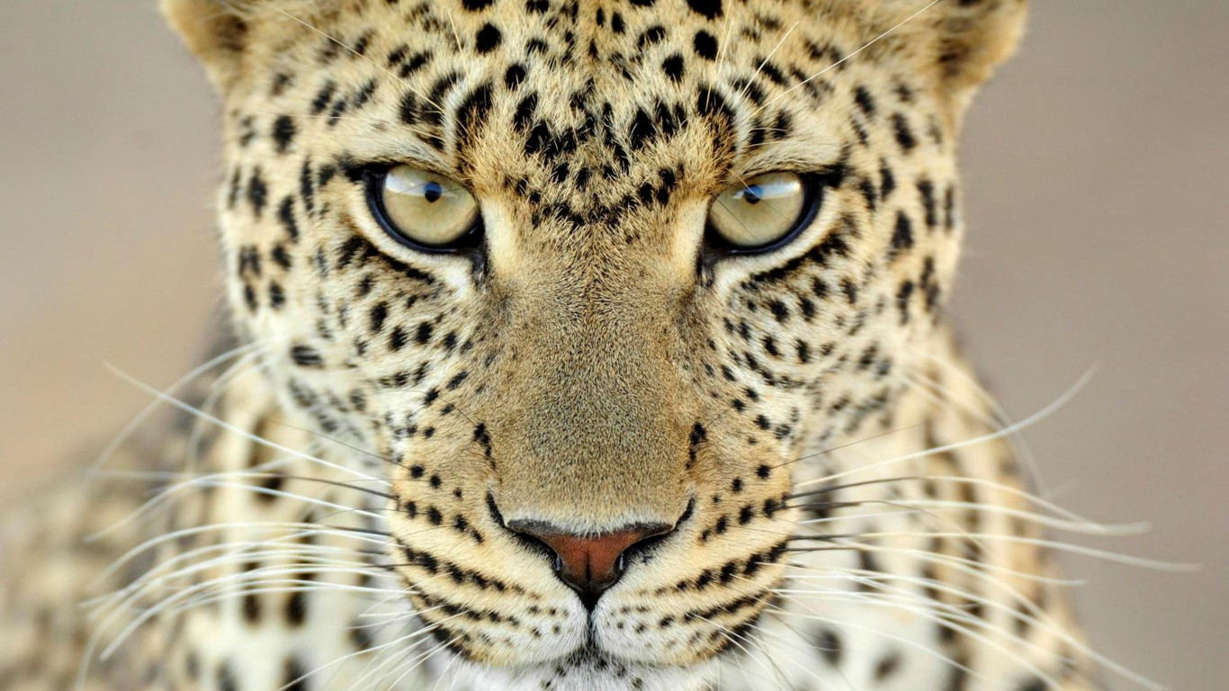 Cheetah Animal HD Wallpaper On Your Desktop
