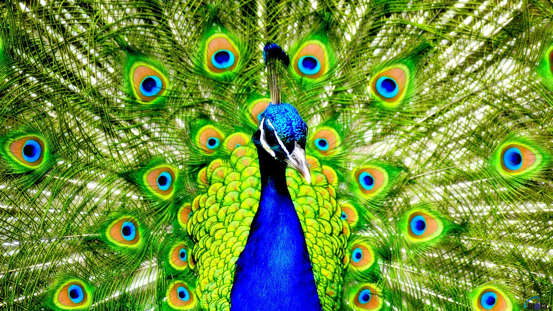 Wallpaper Indian Peafowl Blue X