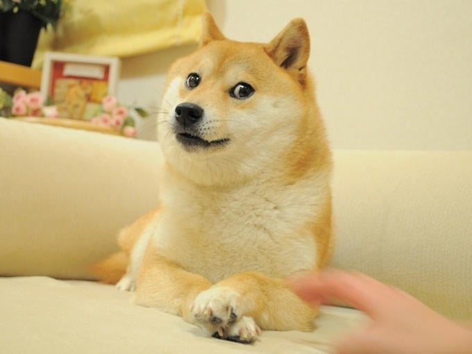 leonsumbitches You have encountered A from dailydoge