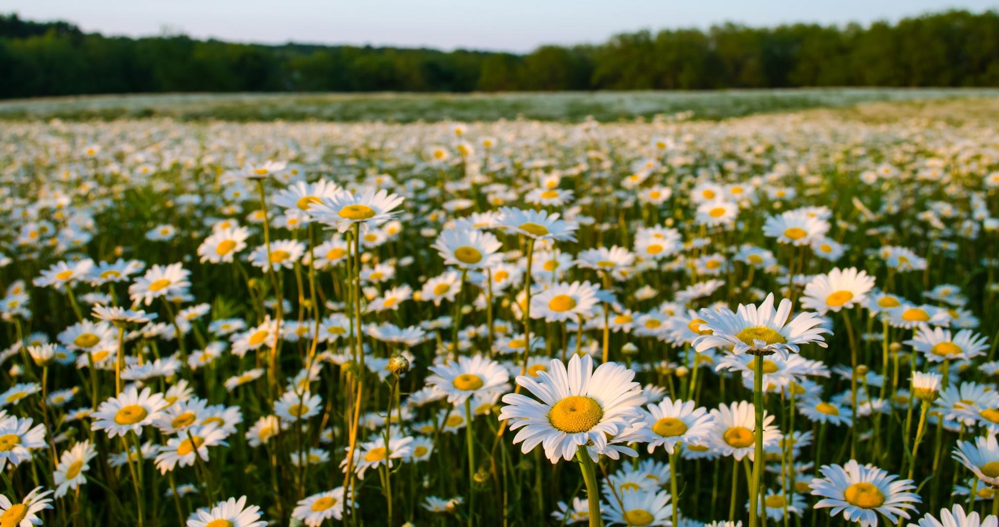 Daisy Field Wallpaper