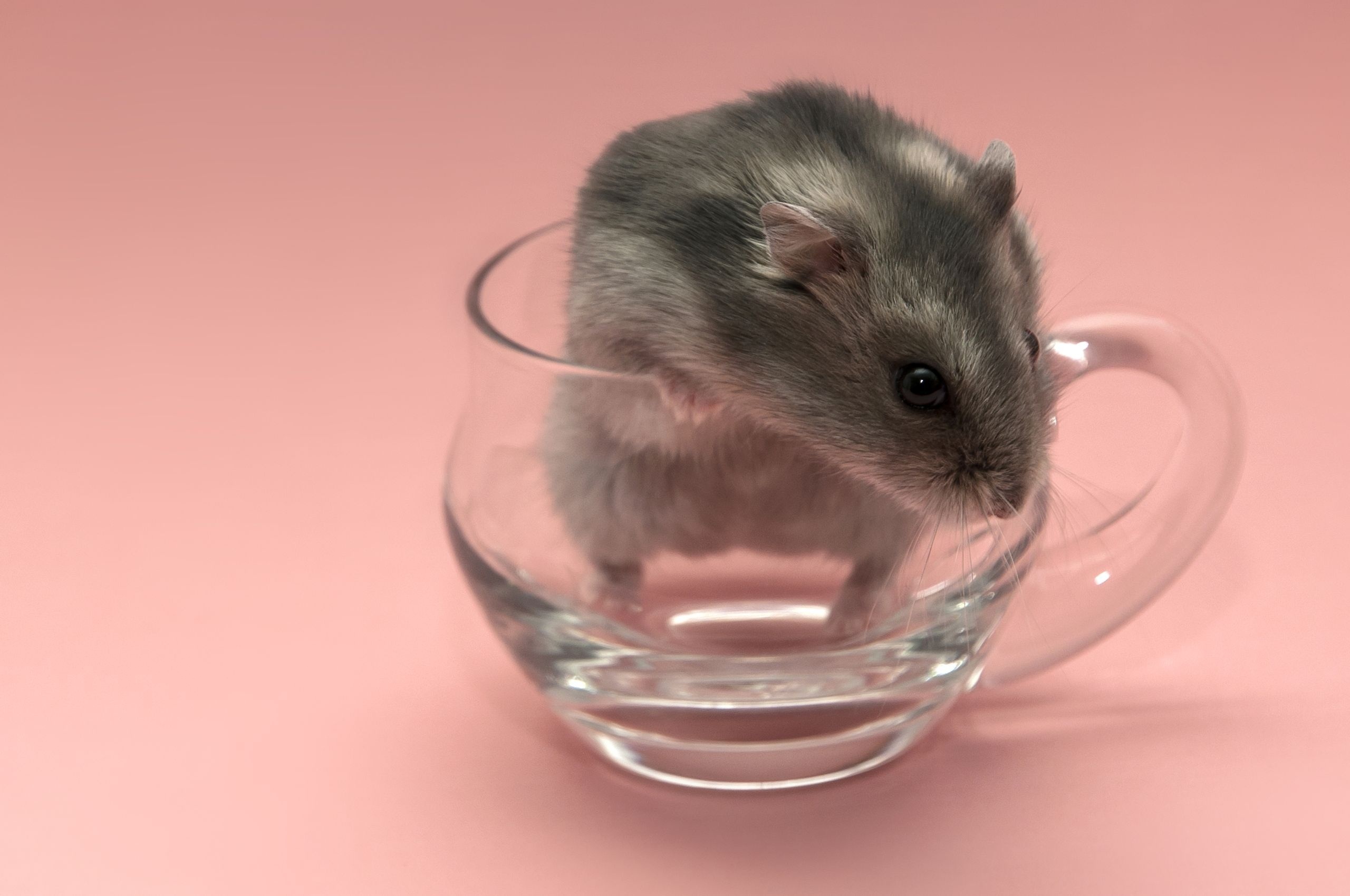 Hamster HD Wallpaper