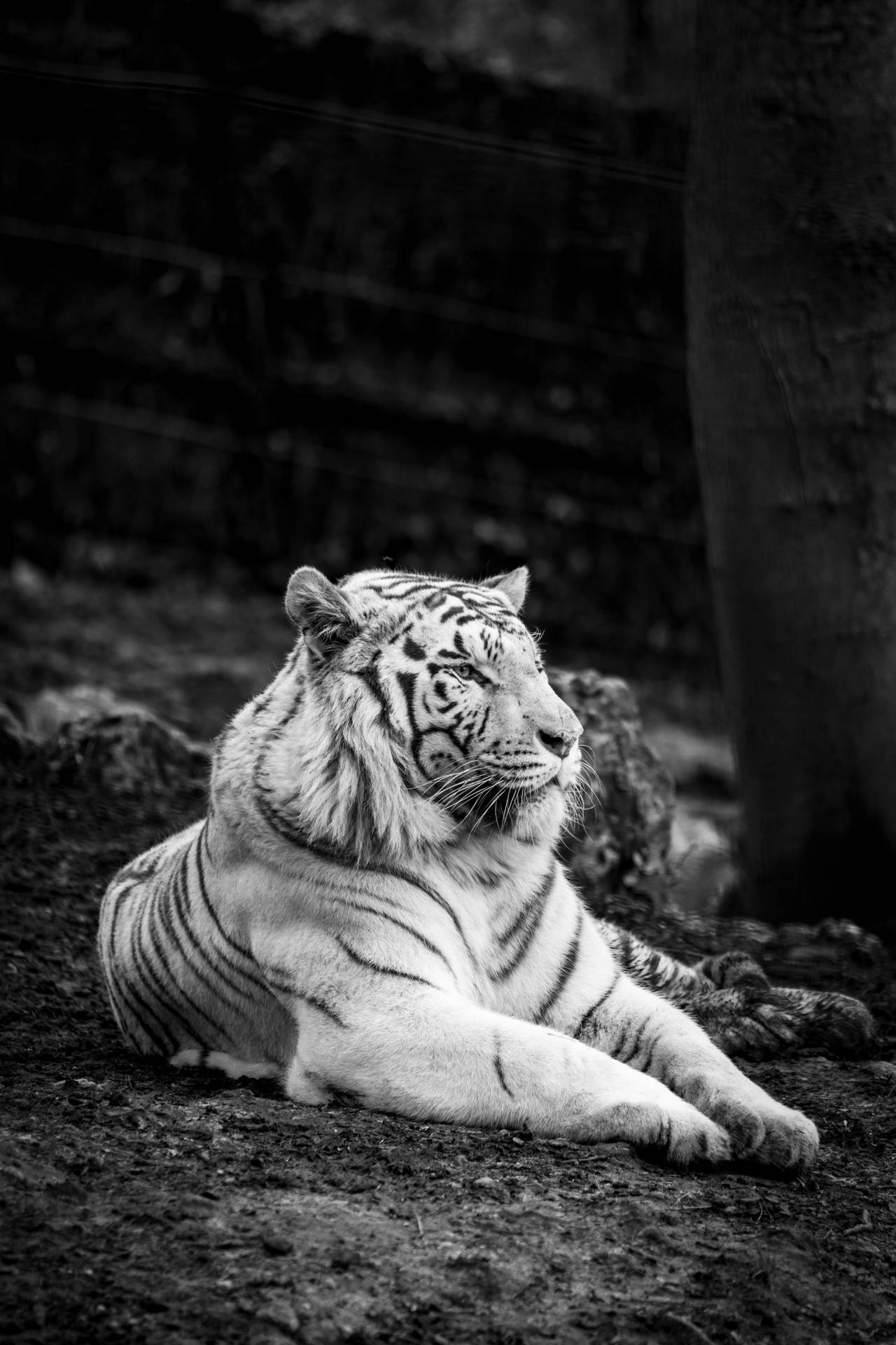 Tiger iPhone Wallpaper