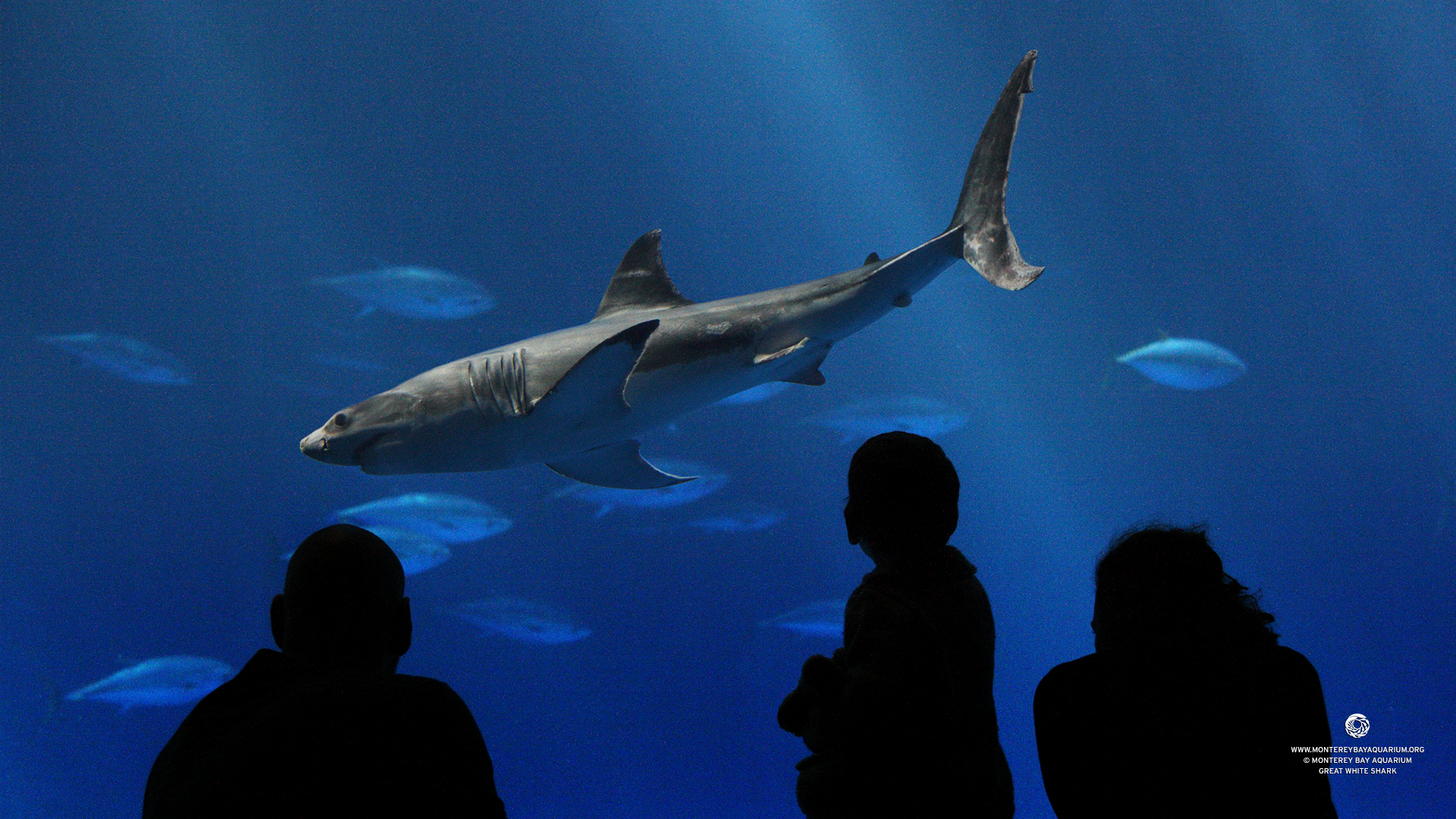 Home Search results for Great White Shark Monterey Aquarium