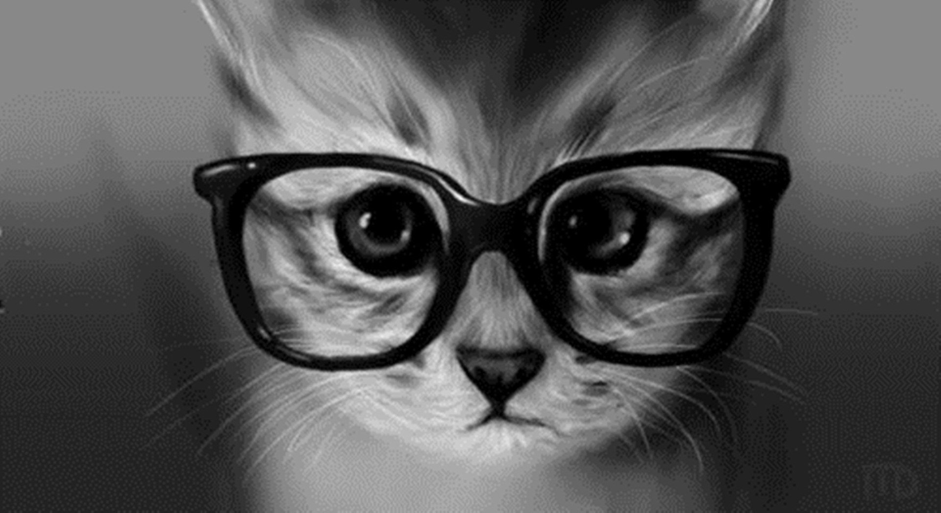 Funny Cat Glasses Wallpaper Wallpaperlepi