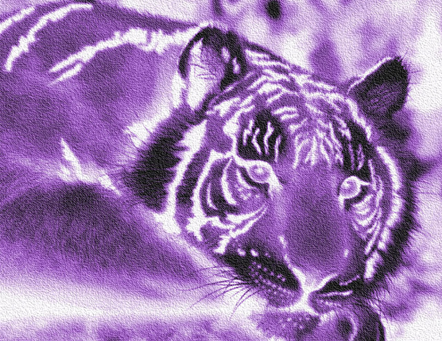 Cool Purple Tiger Wallpaper