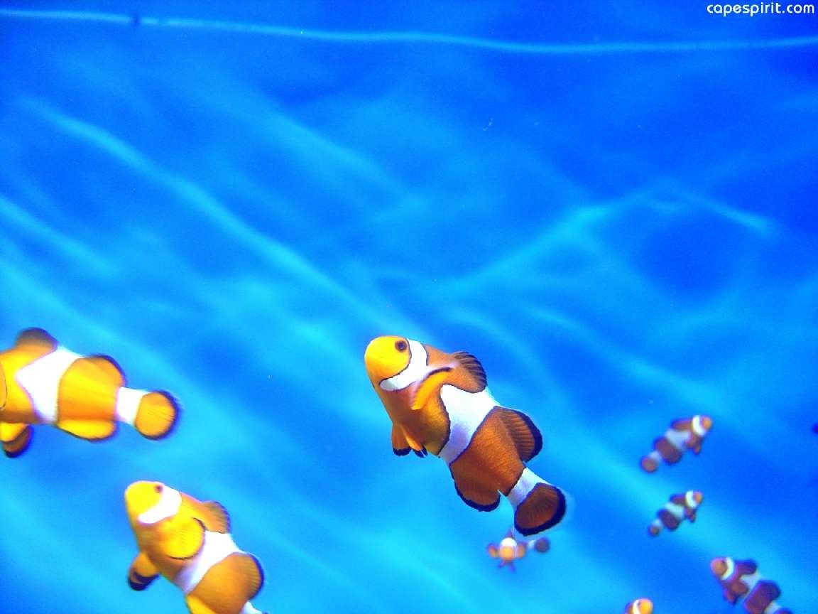 Finding Nemo Wallpaper Background