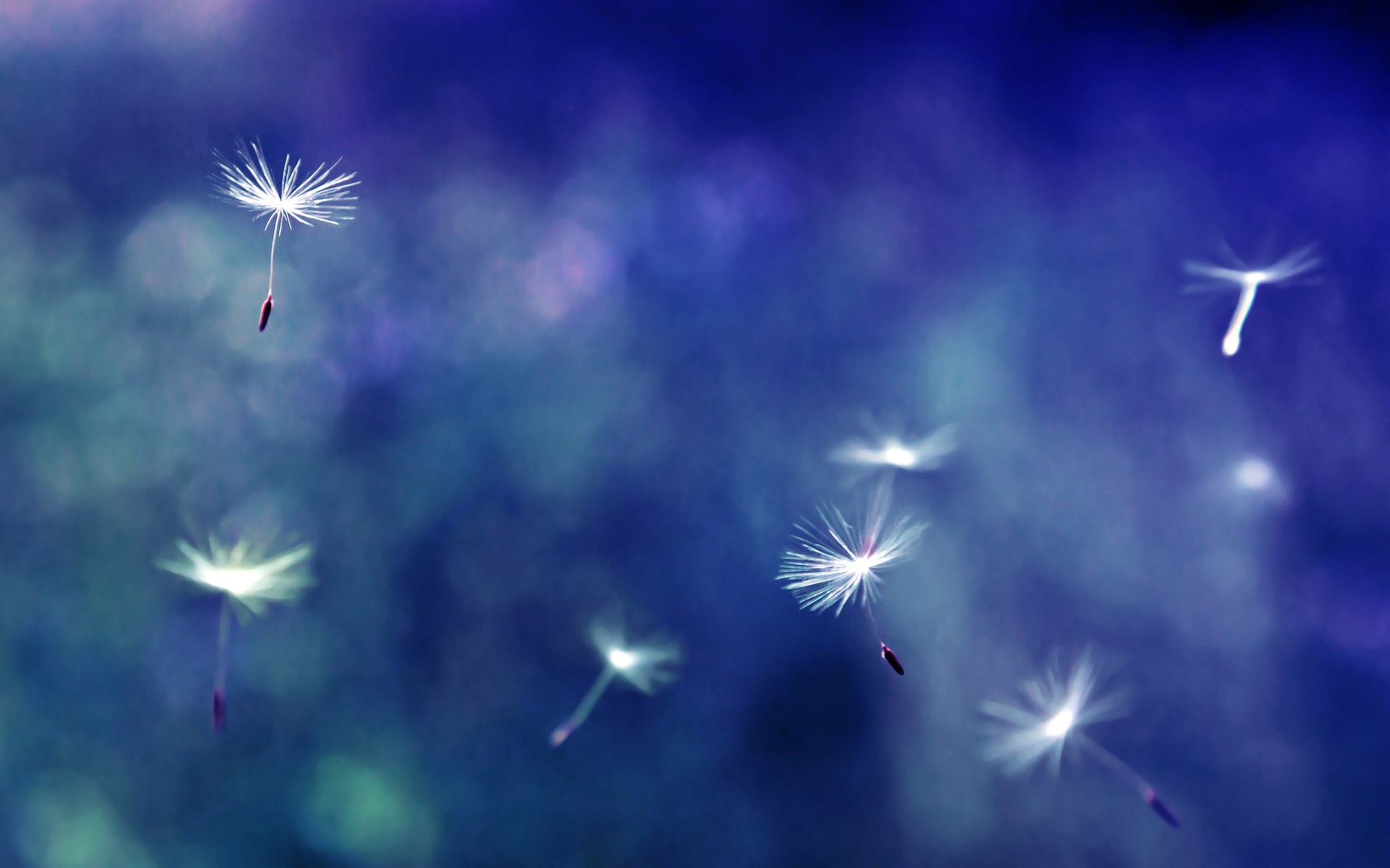 Dandelion Flowers Wallpapers HD Pictures One HD
