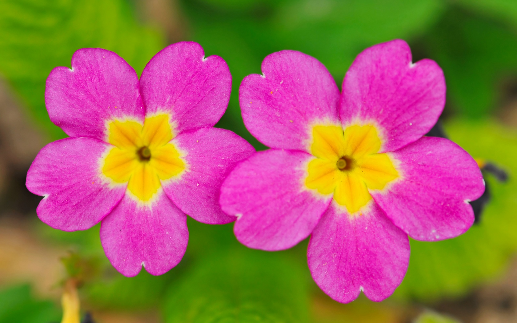 Two Small Cute Flowers Wallpaper