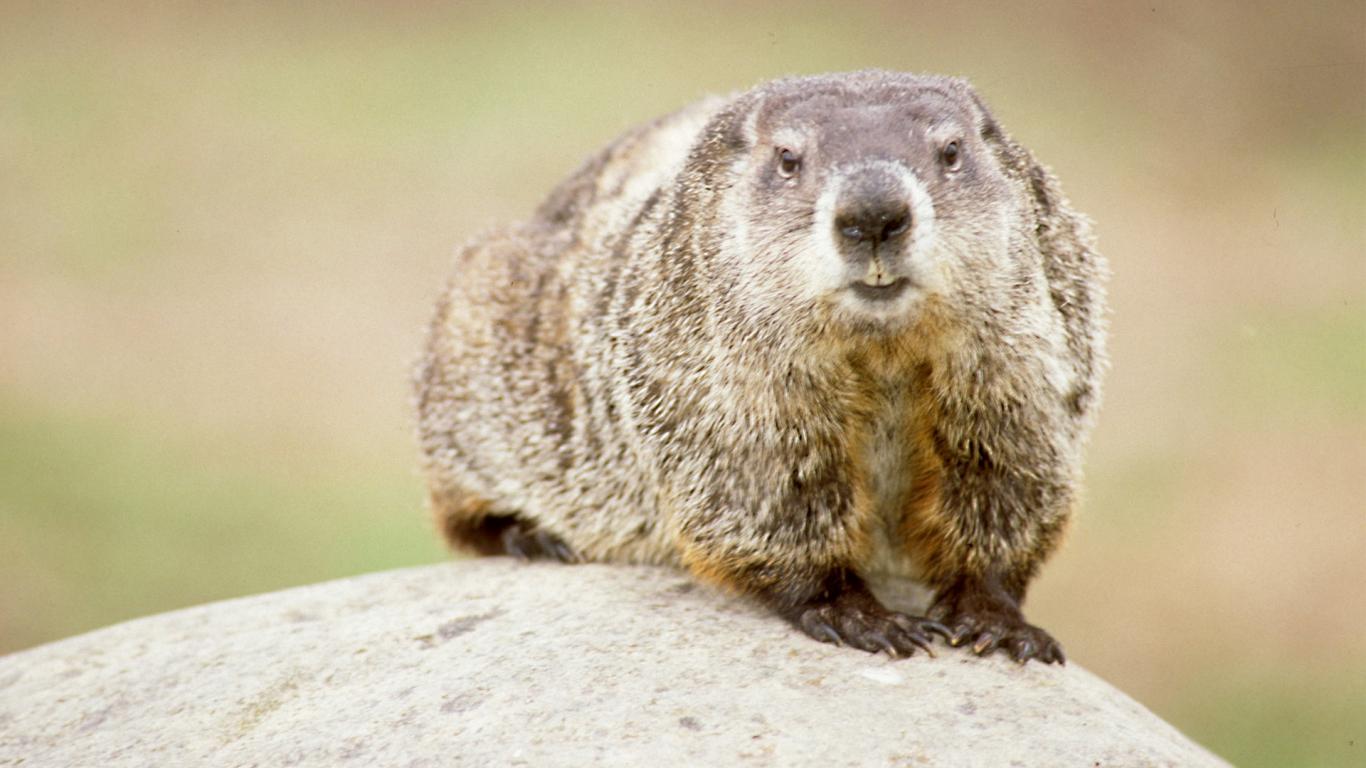 Cute Groundhog In Nature For Day Wallpaper