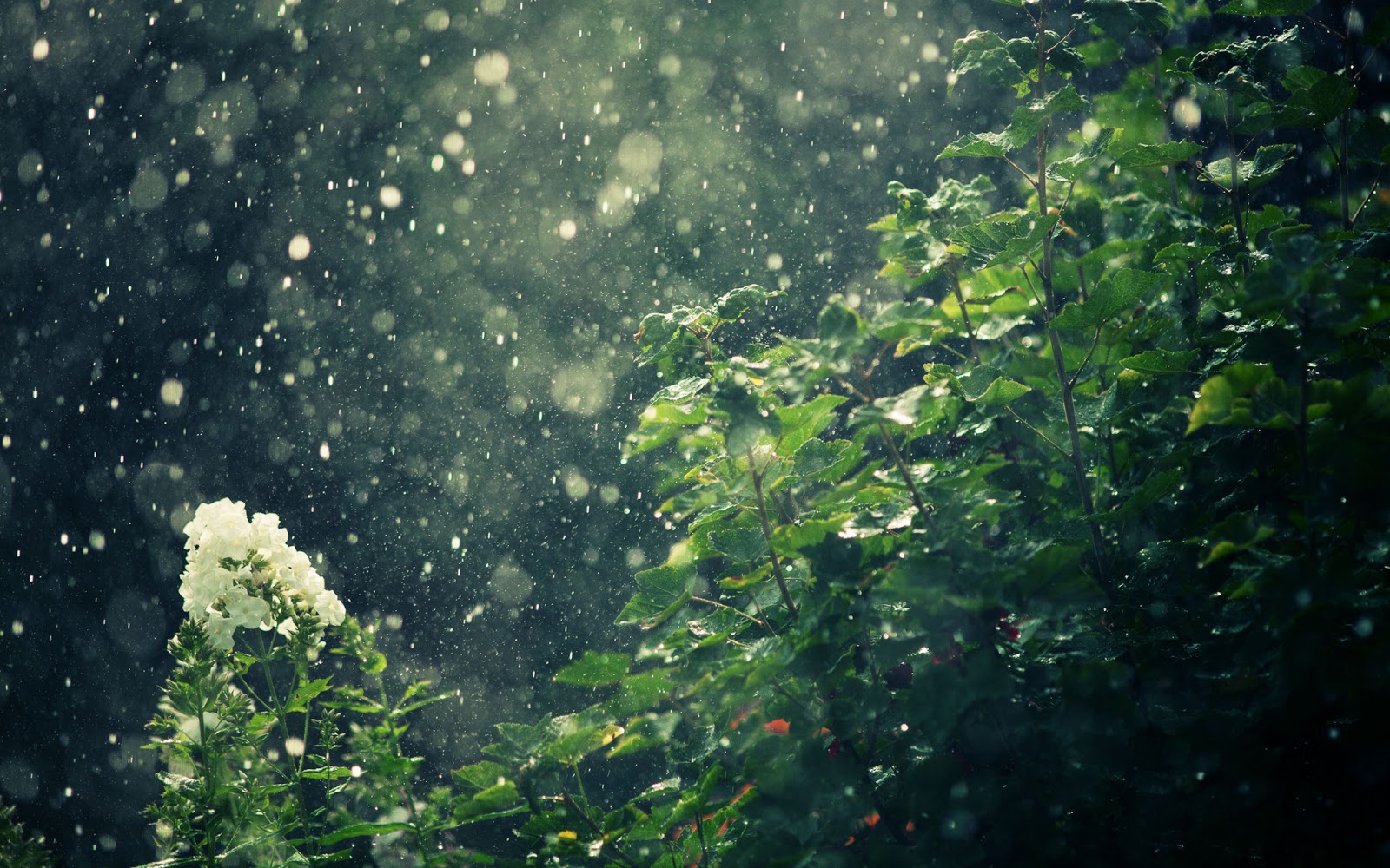 Rain Falling on Trees HD Wallpapers Pictures Images
